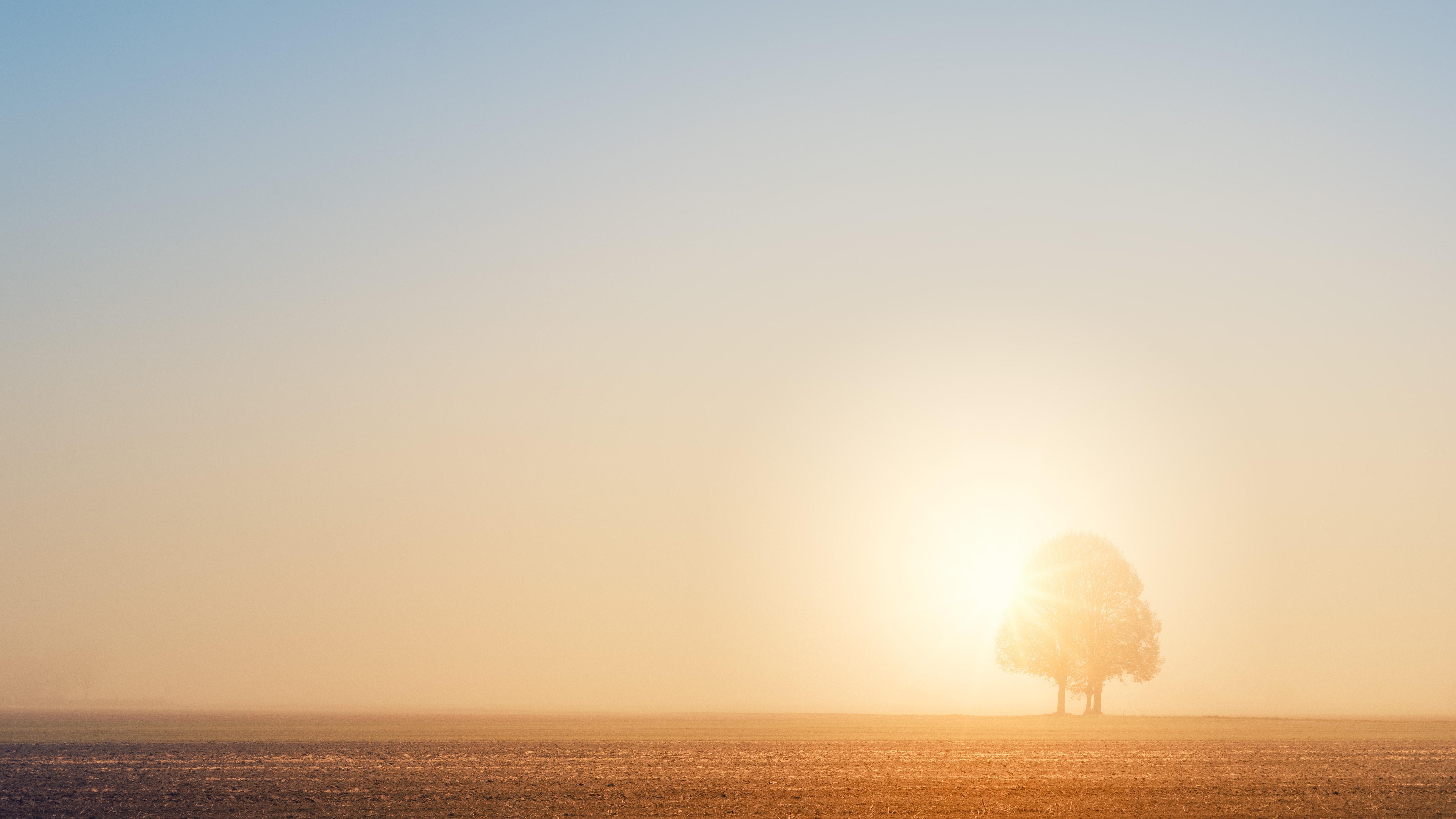 dawn, bright, nature, sun, shine, light, wood, beams, rays, tree, field cell phone wallpapers