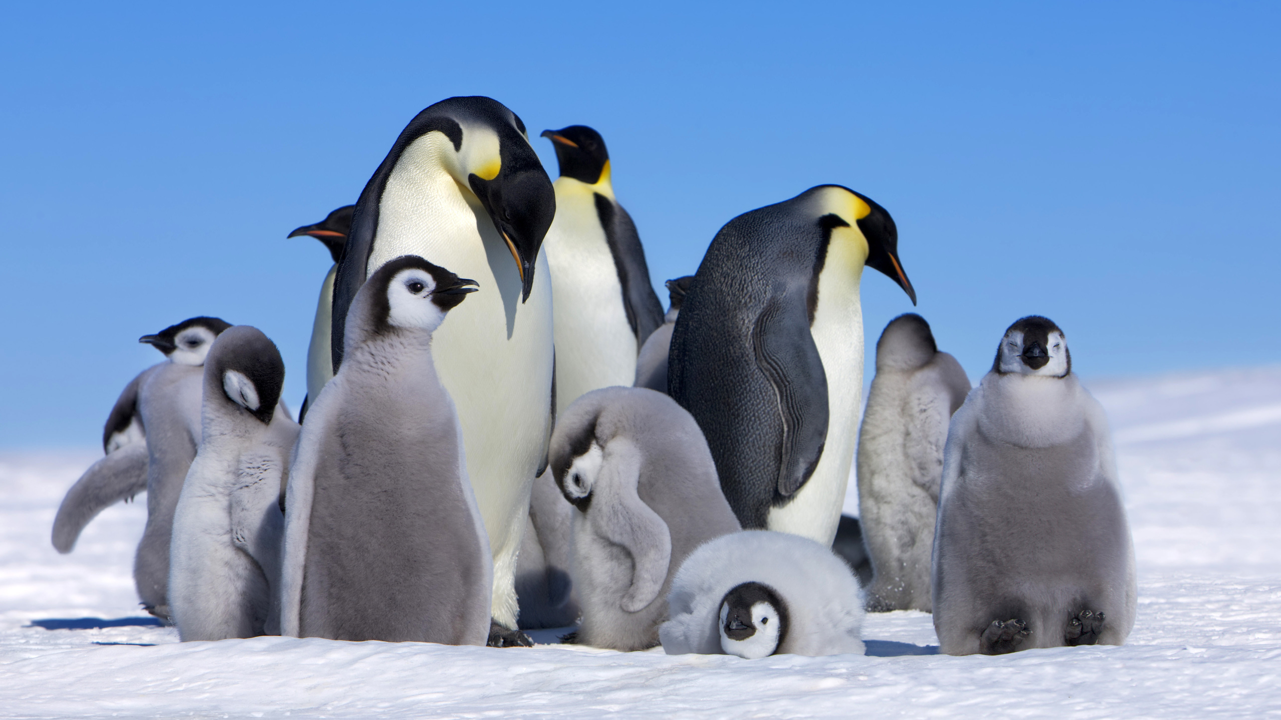 390967 descargar fondo de pantalla animales, pingüino, ave, polluelo, pingüino emperador, aves: protectores de pantalla e imágenes gratis
