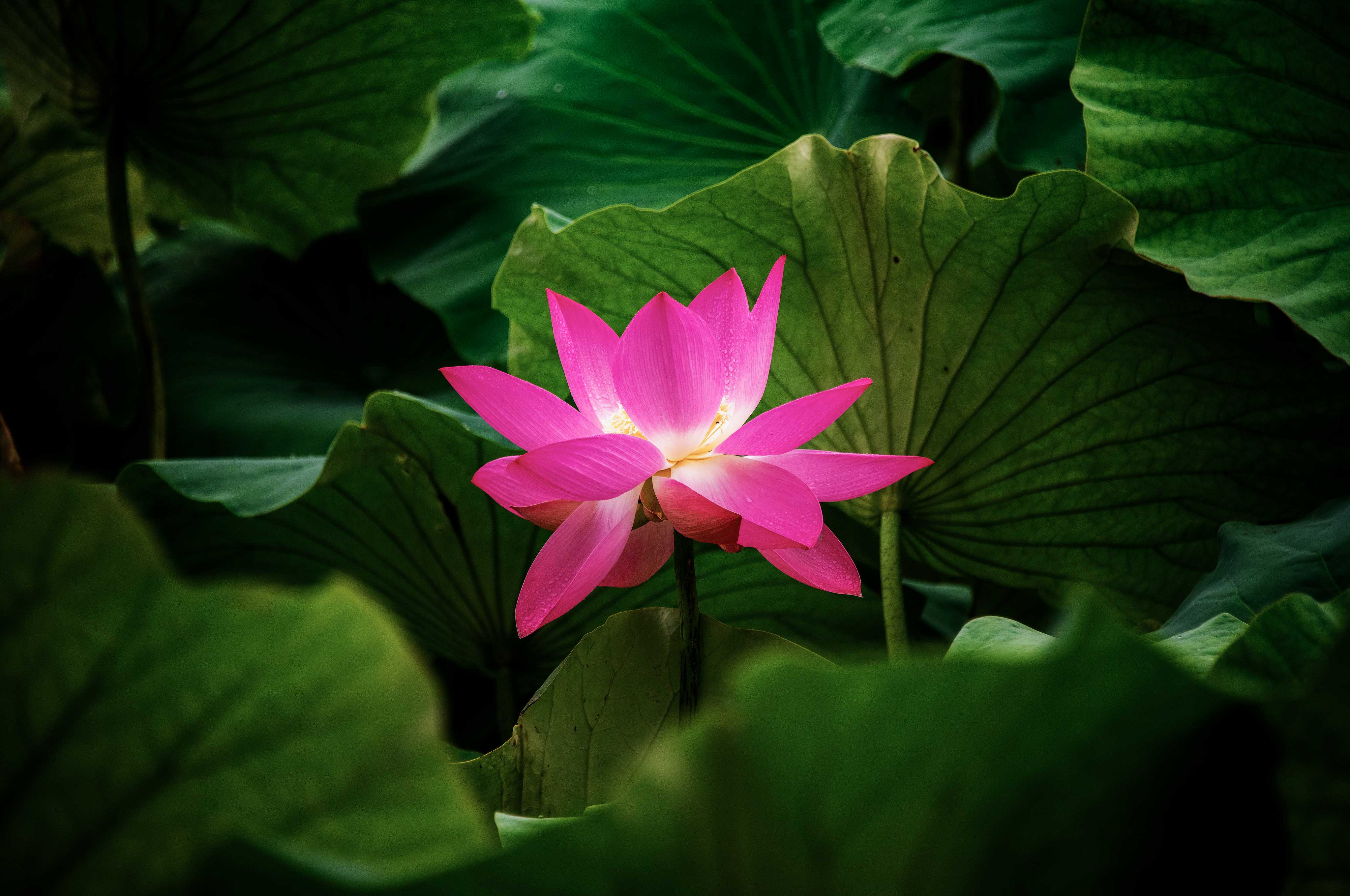 Download mobile wallpaper Lotus, Flower, Plant, Leaves, Flowers for free.