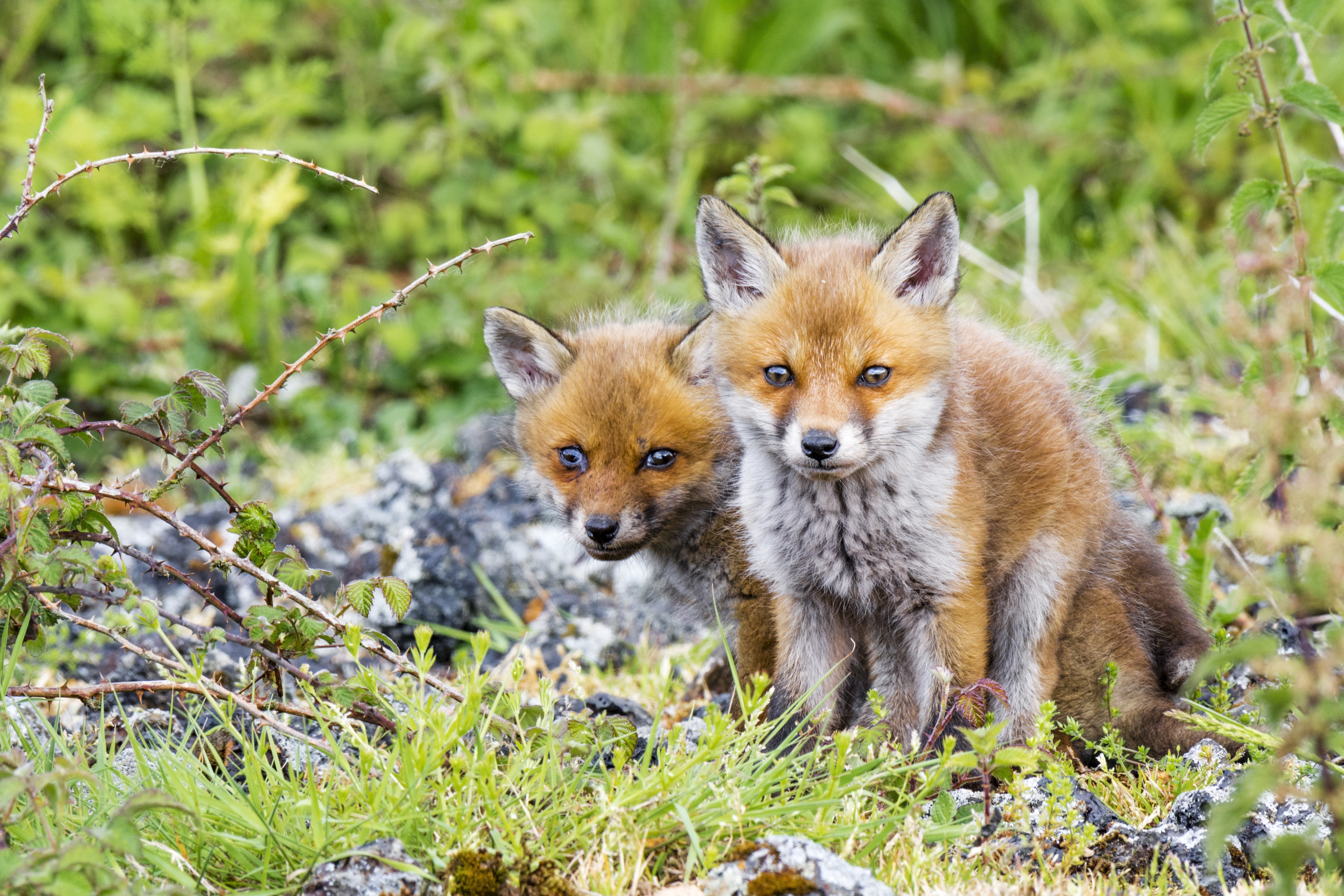 Baby fox фото