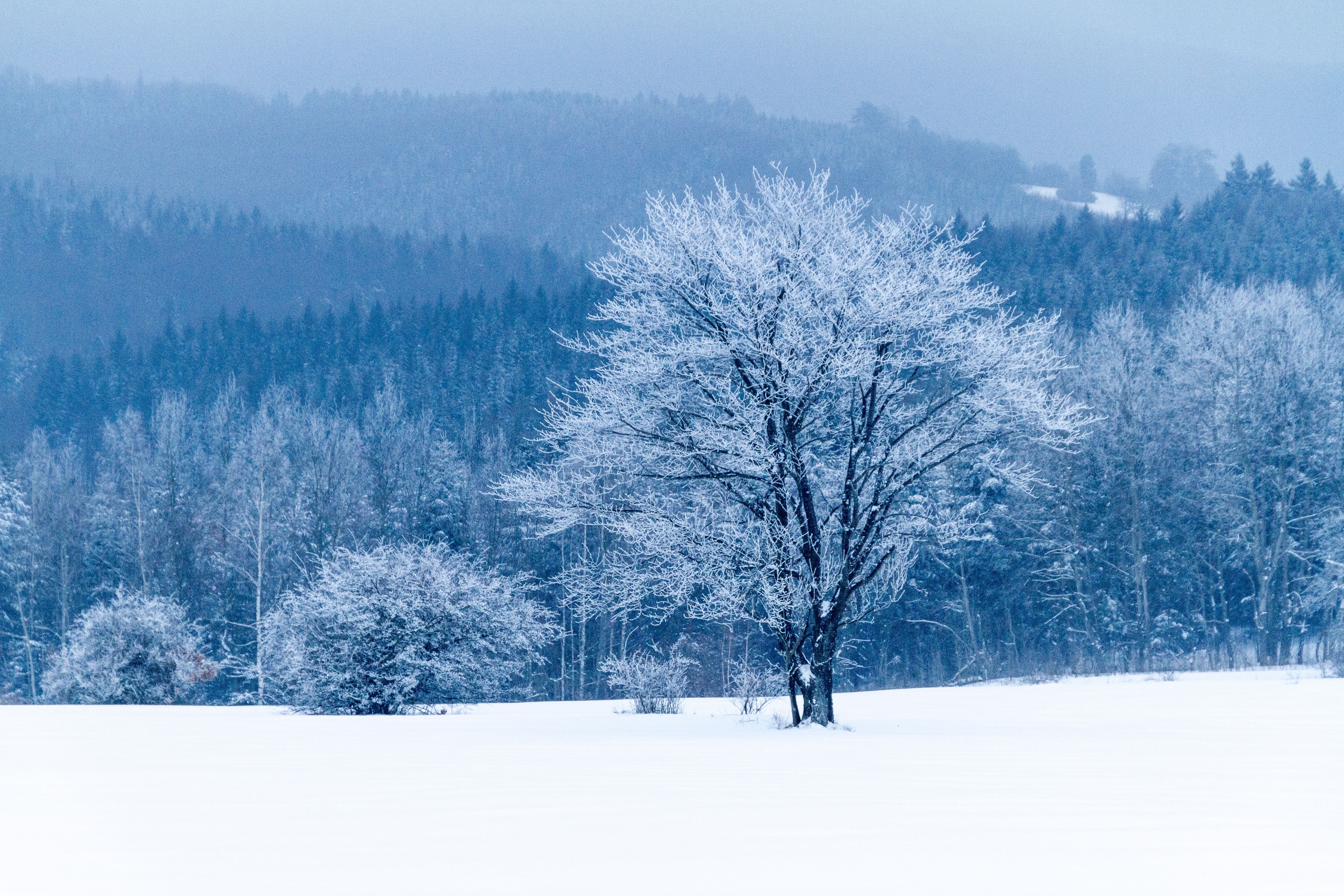 67121壁紙のダウンロード冬, 雪, 自然, 木, 木材, 森林, 森-スクリーンセーバーと写真を無料で