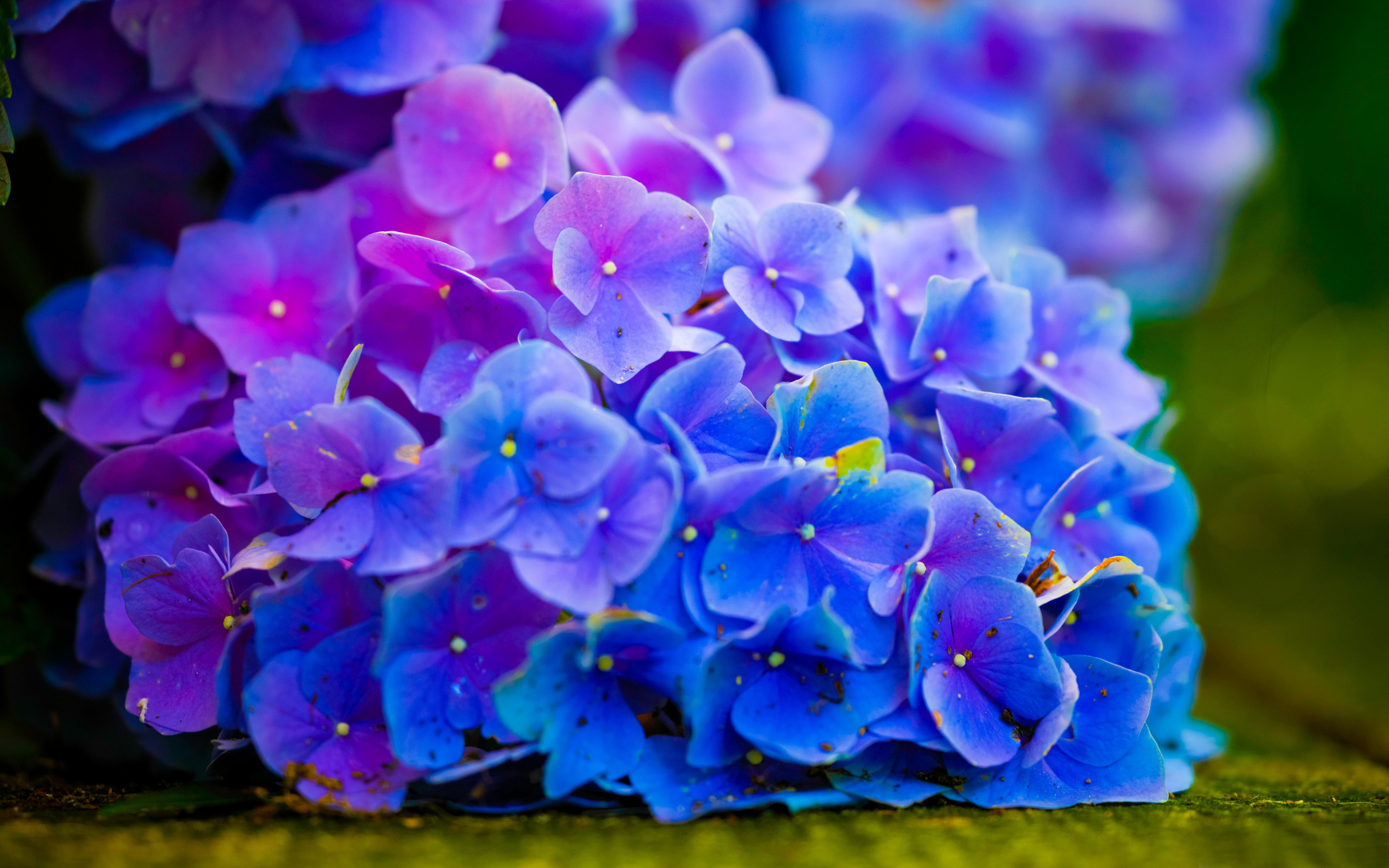 Цветы Ярко Синие