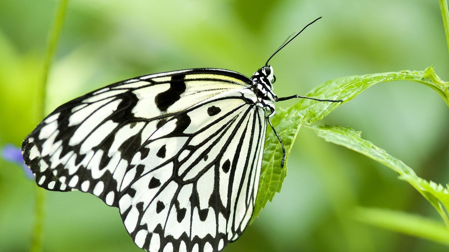Группа насекомые бабочка. Бабочка крапчатый Арлекин. Махаон и капустница. Крылья бабочки капустницы. Бабочка Баттерфляй белая.