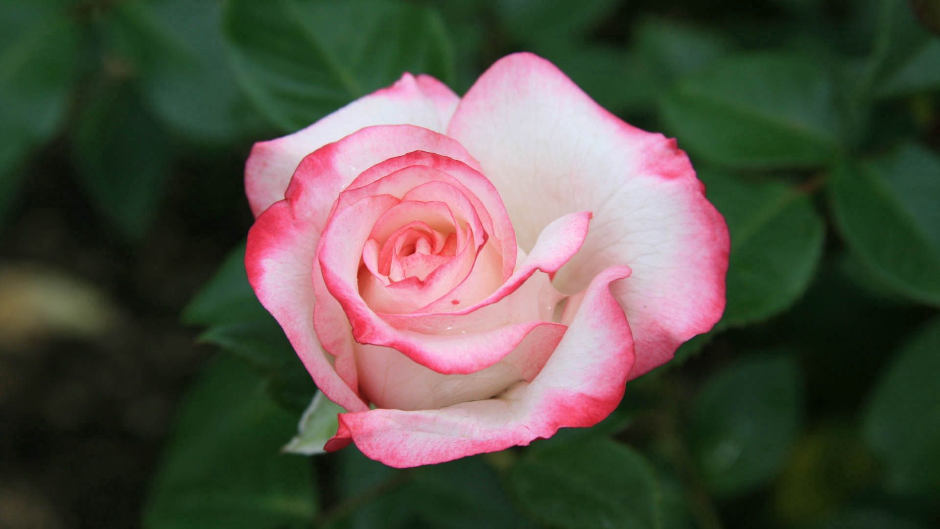 petals, flowers, pink, rose flower, rose, bud High Definition image
