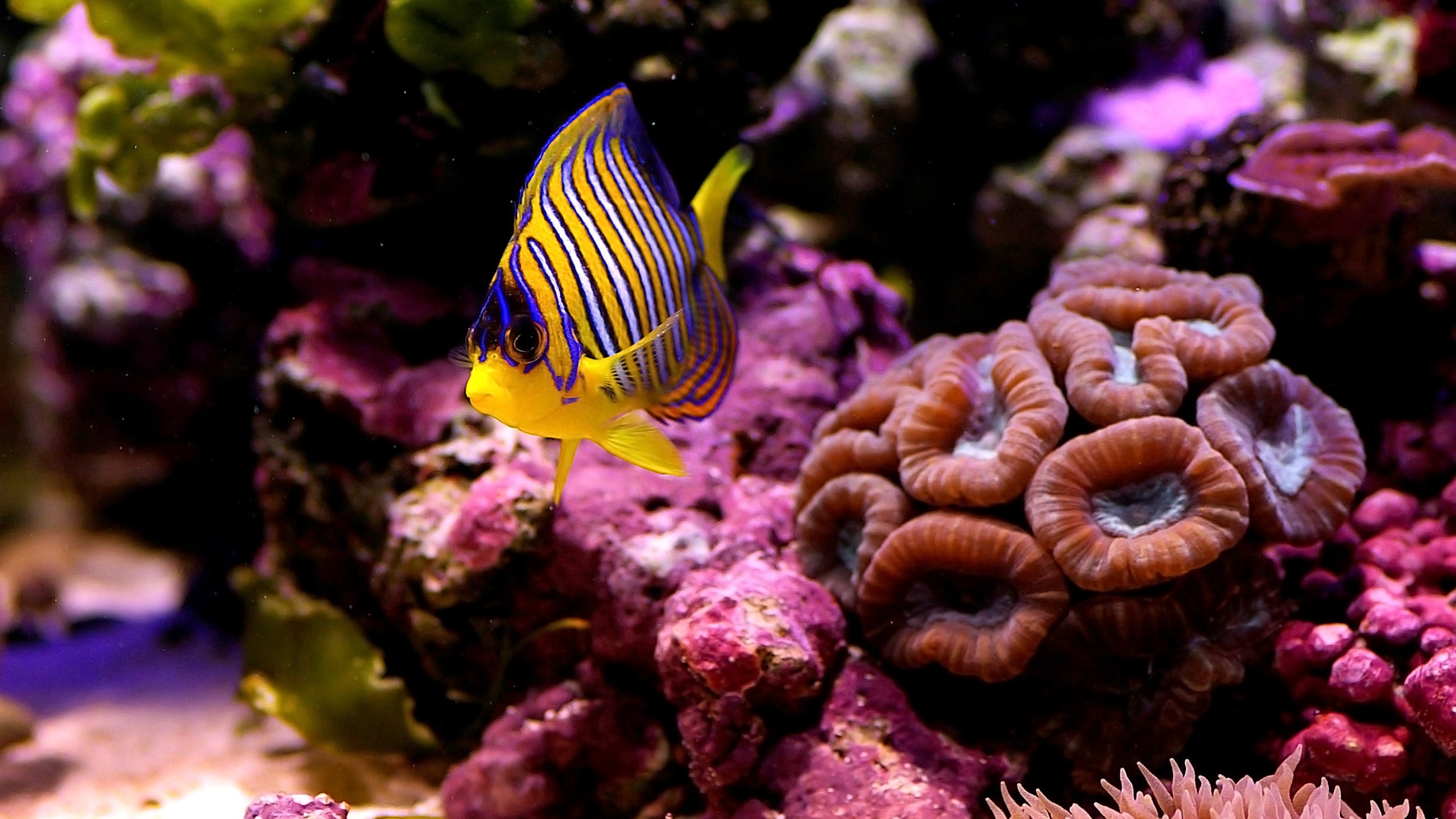 Рыбки в коралловых рифах