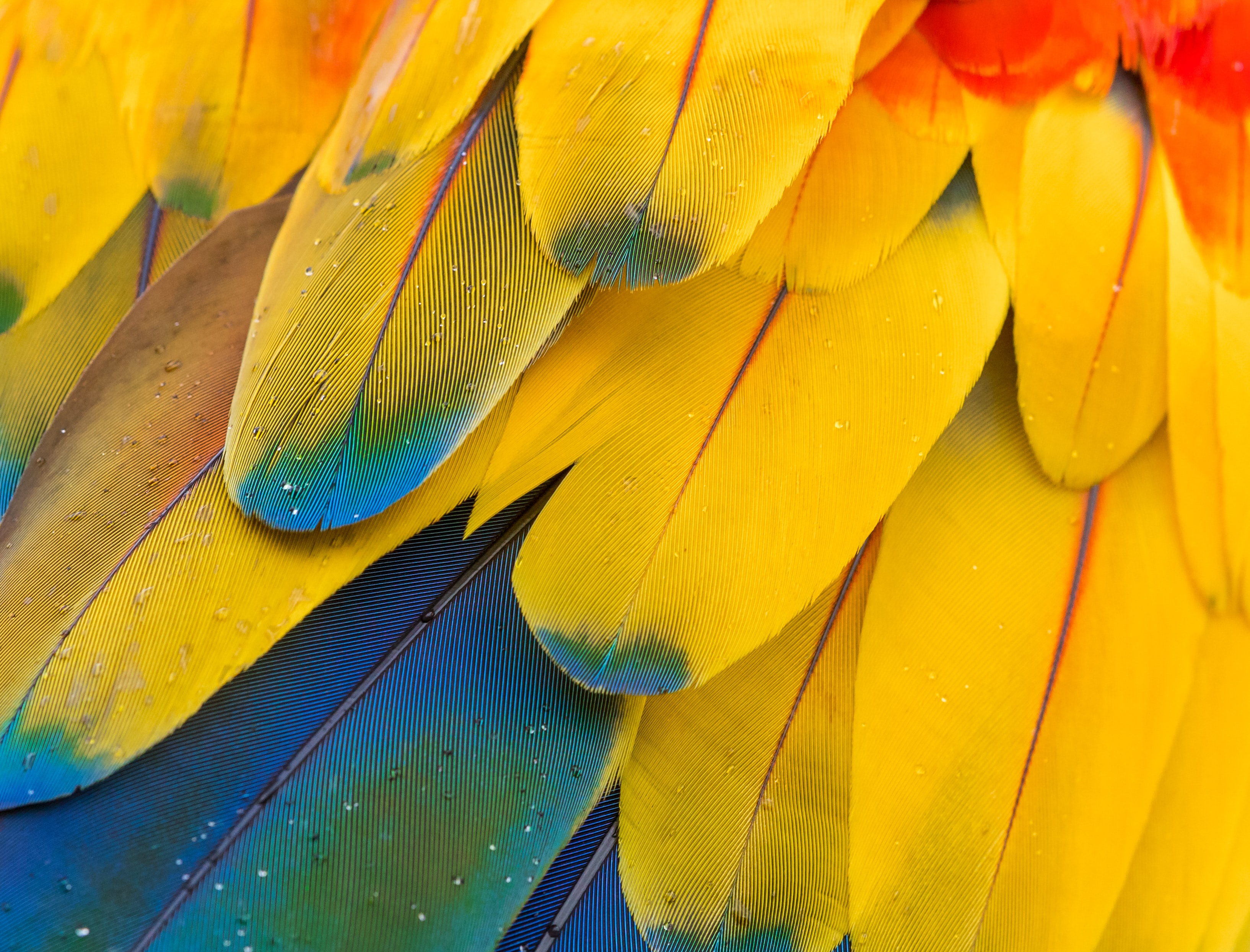 Colourful feathers. Цветные перья. Яркие перья. Перо попугая. Обои перья.