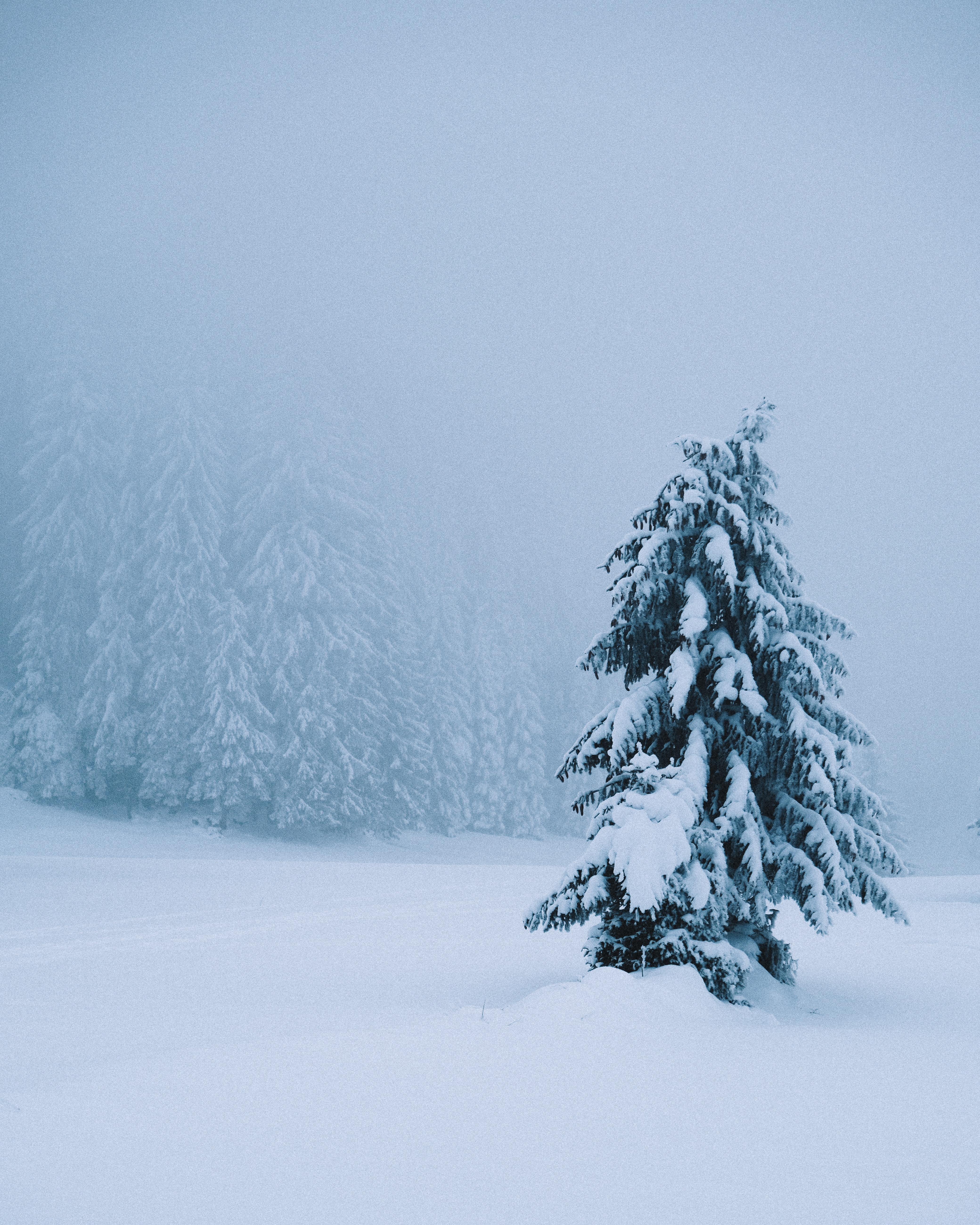 winter, nature, snow, wood, tree, spruce, fir, snowstorm