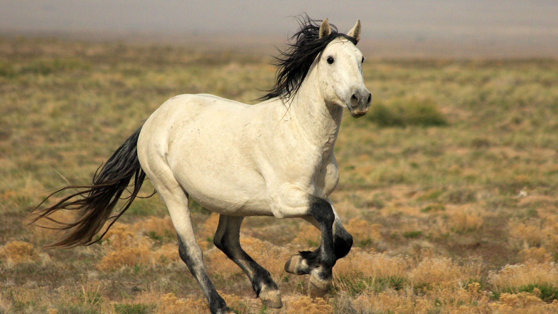 Laden Sie das Licht, Pferd, Weglaufen, Ausführen, Tiere, Feld, Hell Gefärbt-Bild kostenlos auf Ihren PC-Desktop herunter