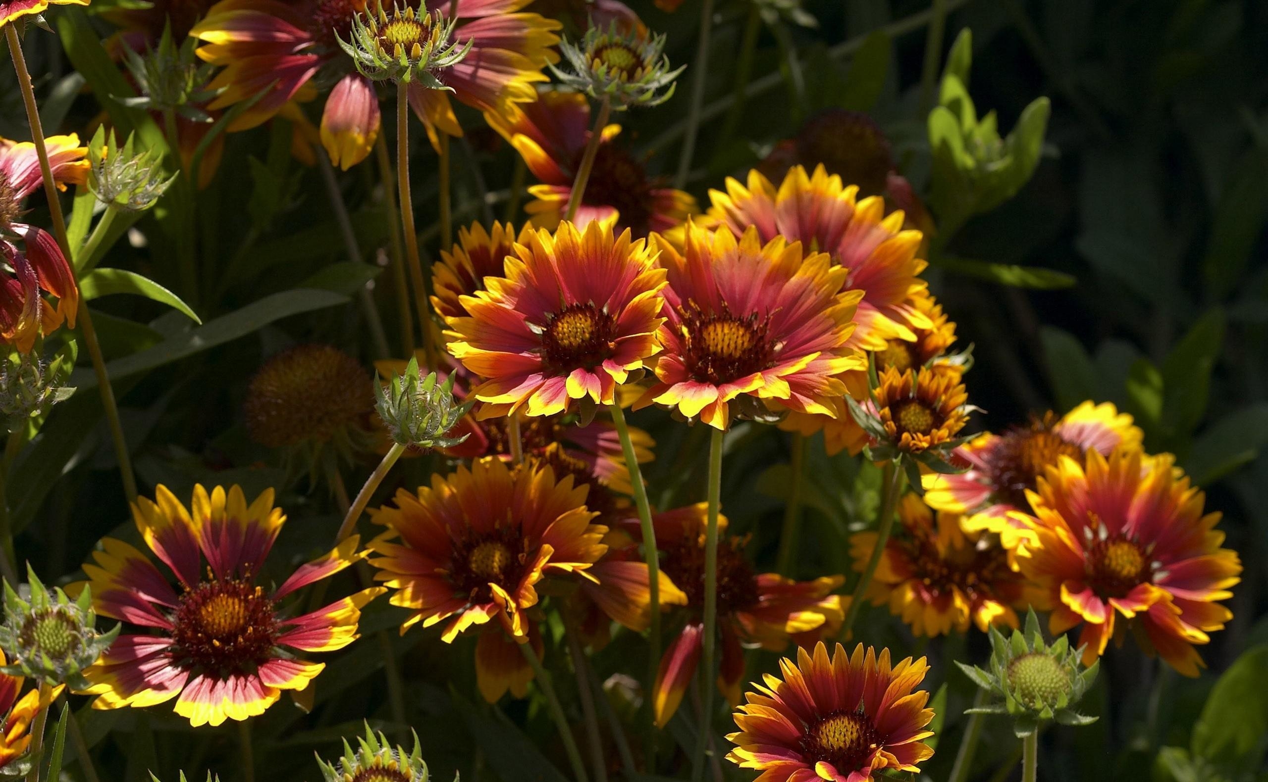 Download mobile wallpaper Gaillardia, Close Up, Greens, Sunny, Flowers for free.