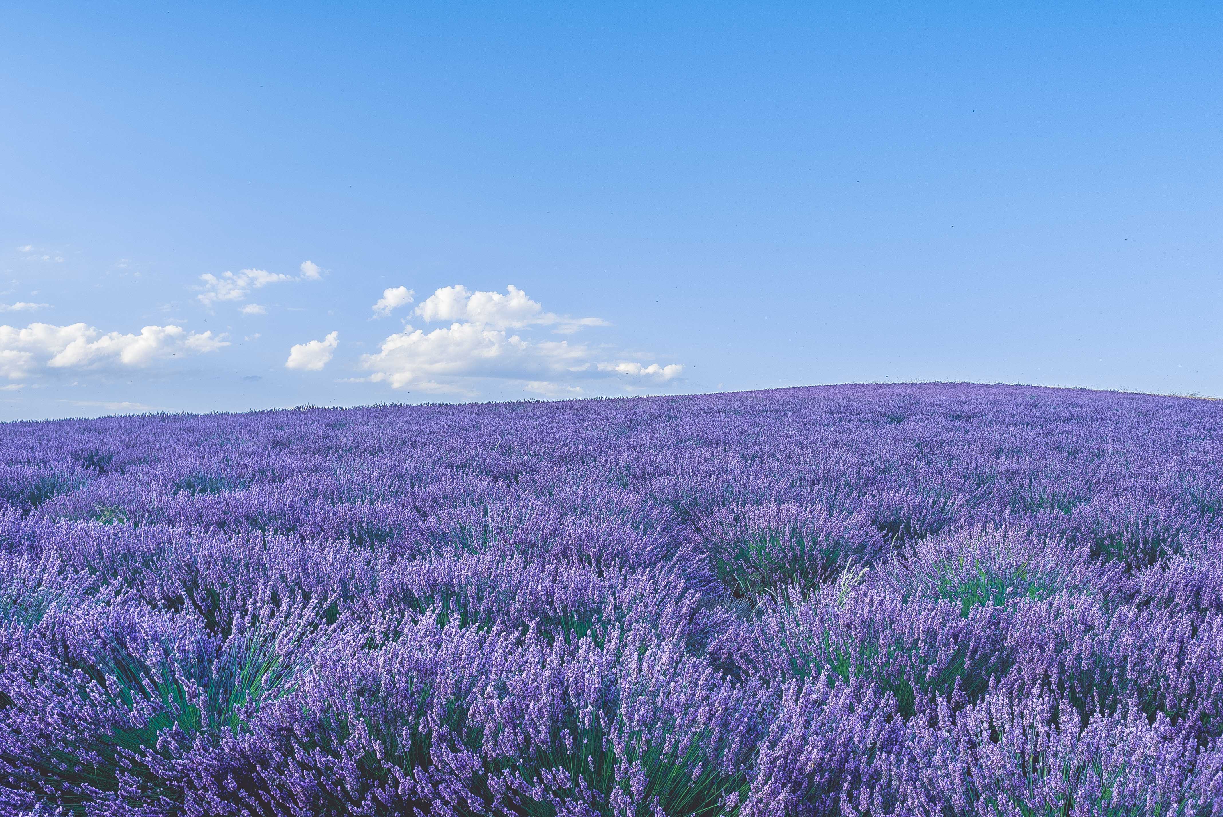55105 Hintergrundbild herunterladen lavendel, natur, blumen, sky, horizont, wildblumen - Bildschirmschoner und Bilder kostenlos