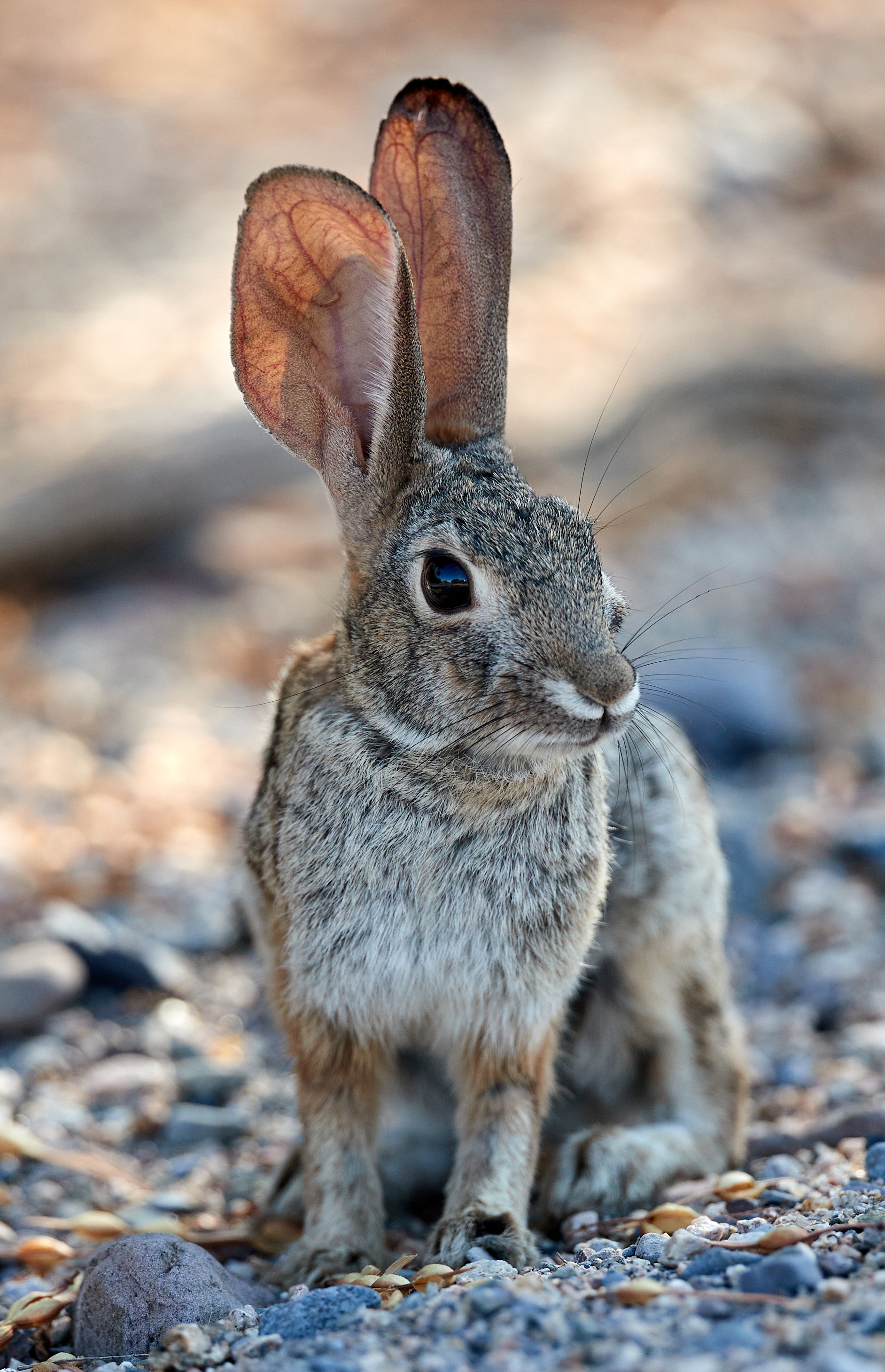 rabbit, animals, sight, opinion, animal, ears, hare HD wallpaper