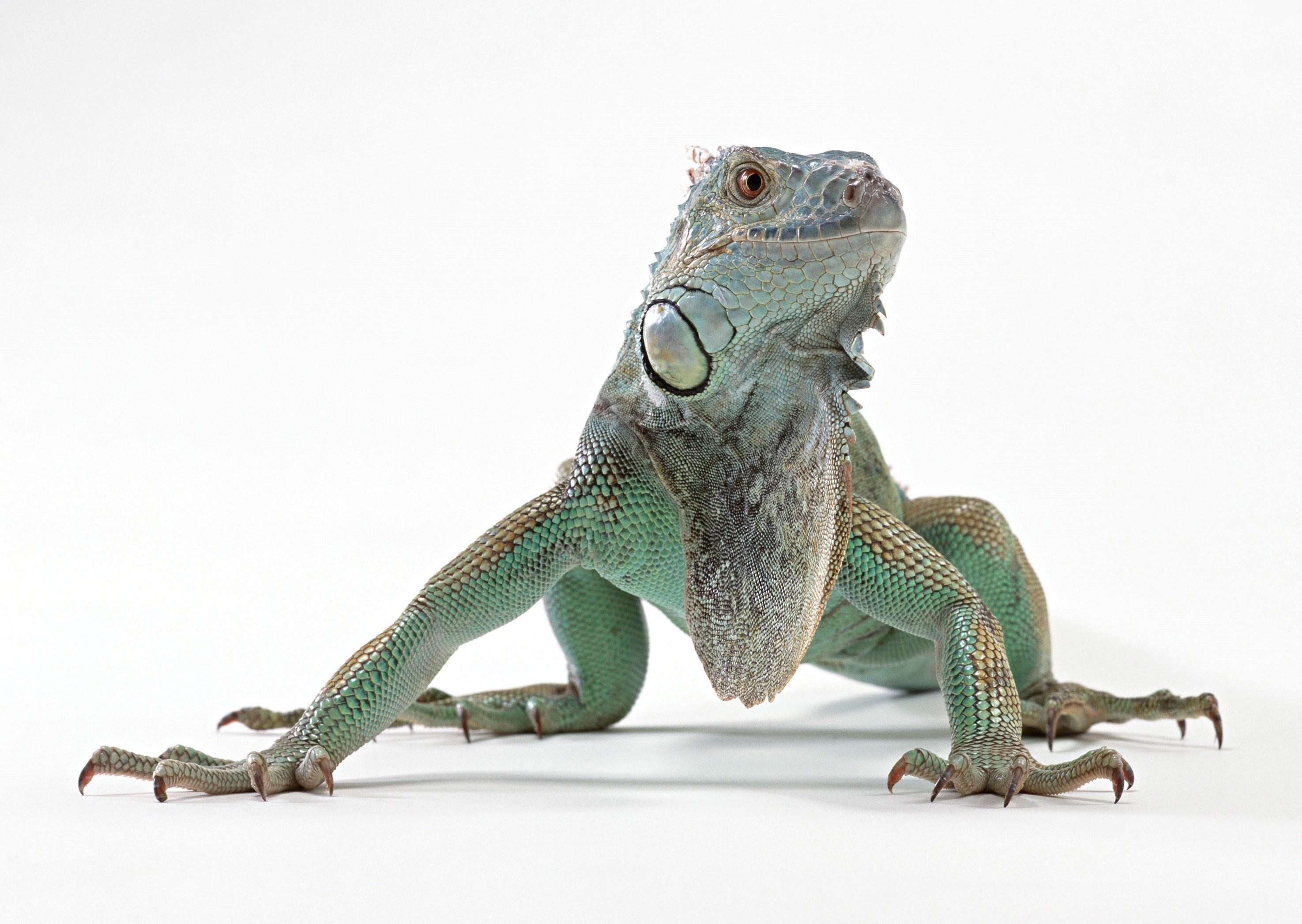 Laden Sie das Eidechse, Reptile, Iguana, Leguan, Tiere, Farbe, Reptil-Bild kostenlos auf Ihren PC-Desktop herunter