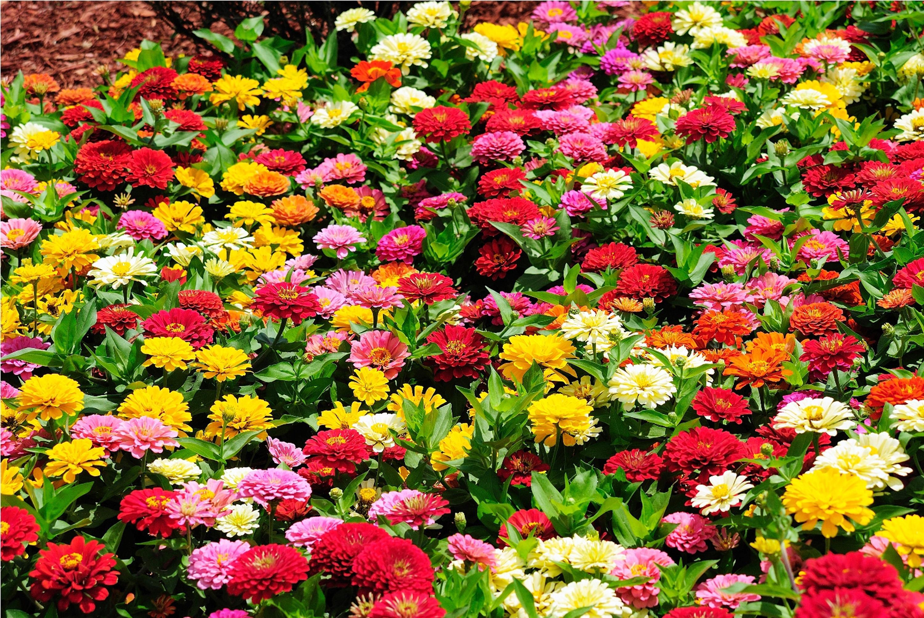 Цветы однолетние для клумбы цветущие фото