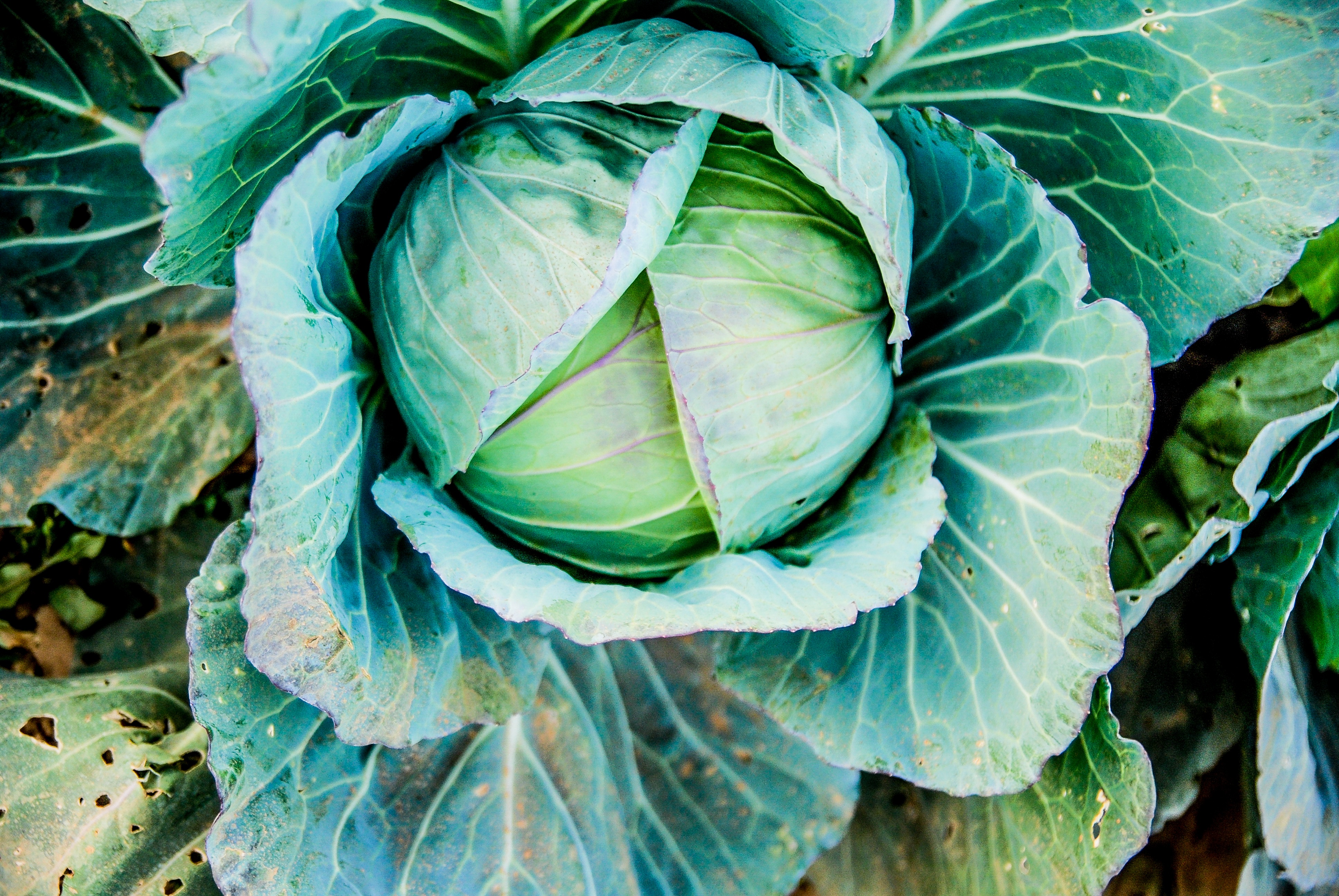 Download mobile wallpaper Kochan, Cabbage, Head, Food, Vegetable for free.