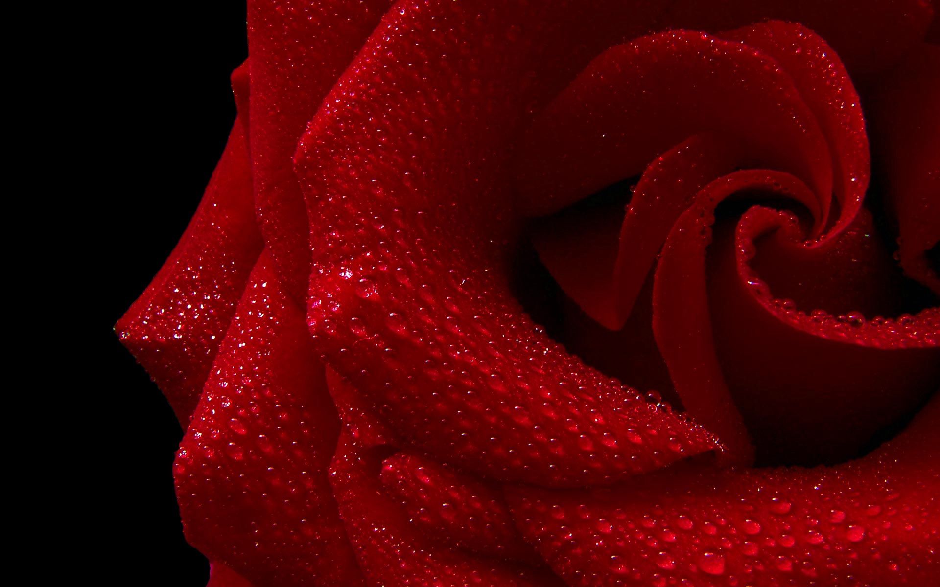 Rose Flower Widescreen image