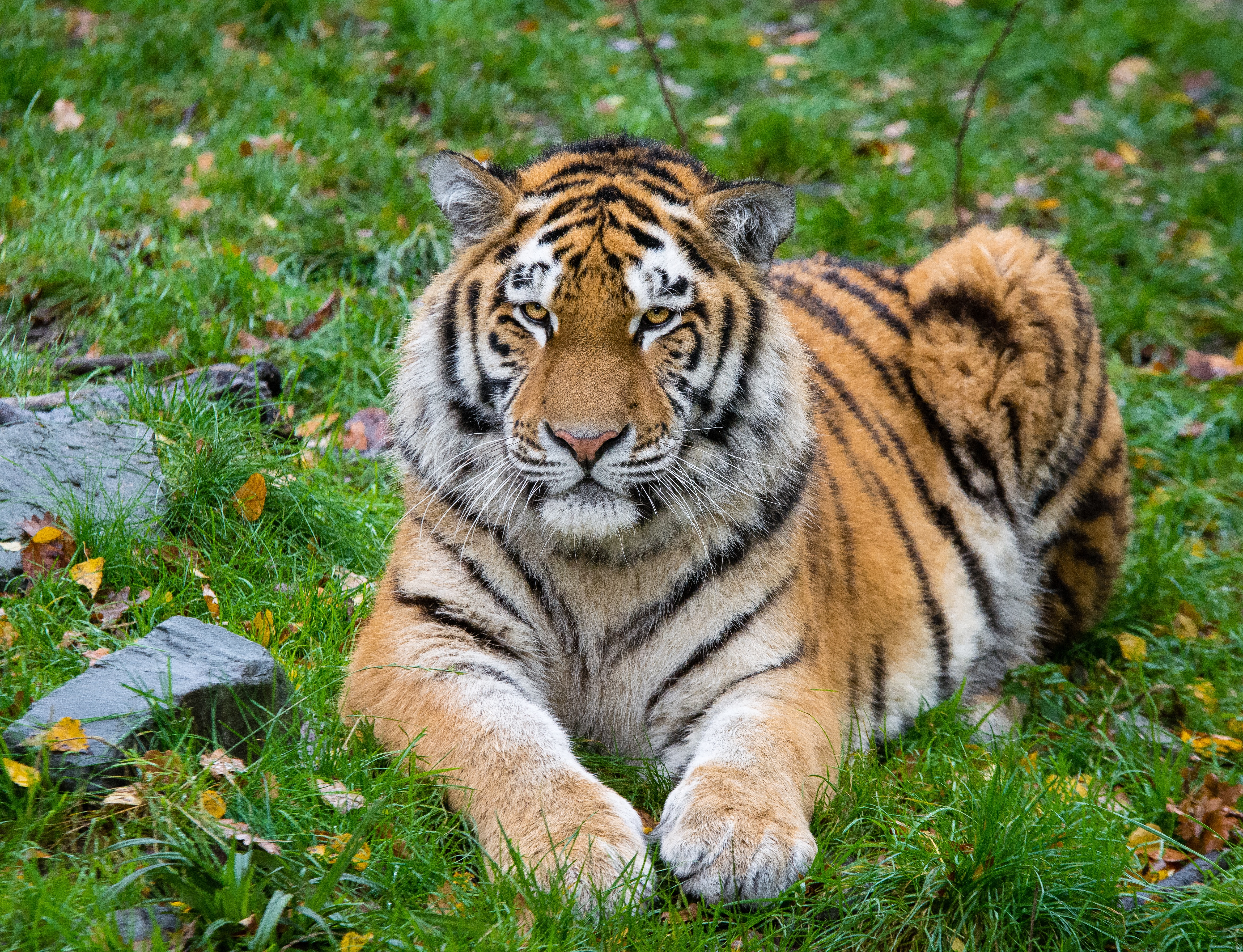 69947 скачать обои тигр, большая кошка, сибирский тигр, животные, лежит, хищник - заставки и картинки бесплатно