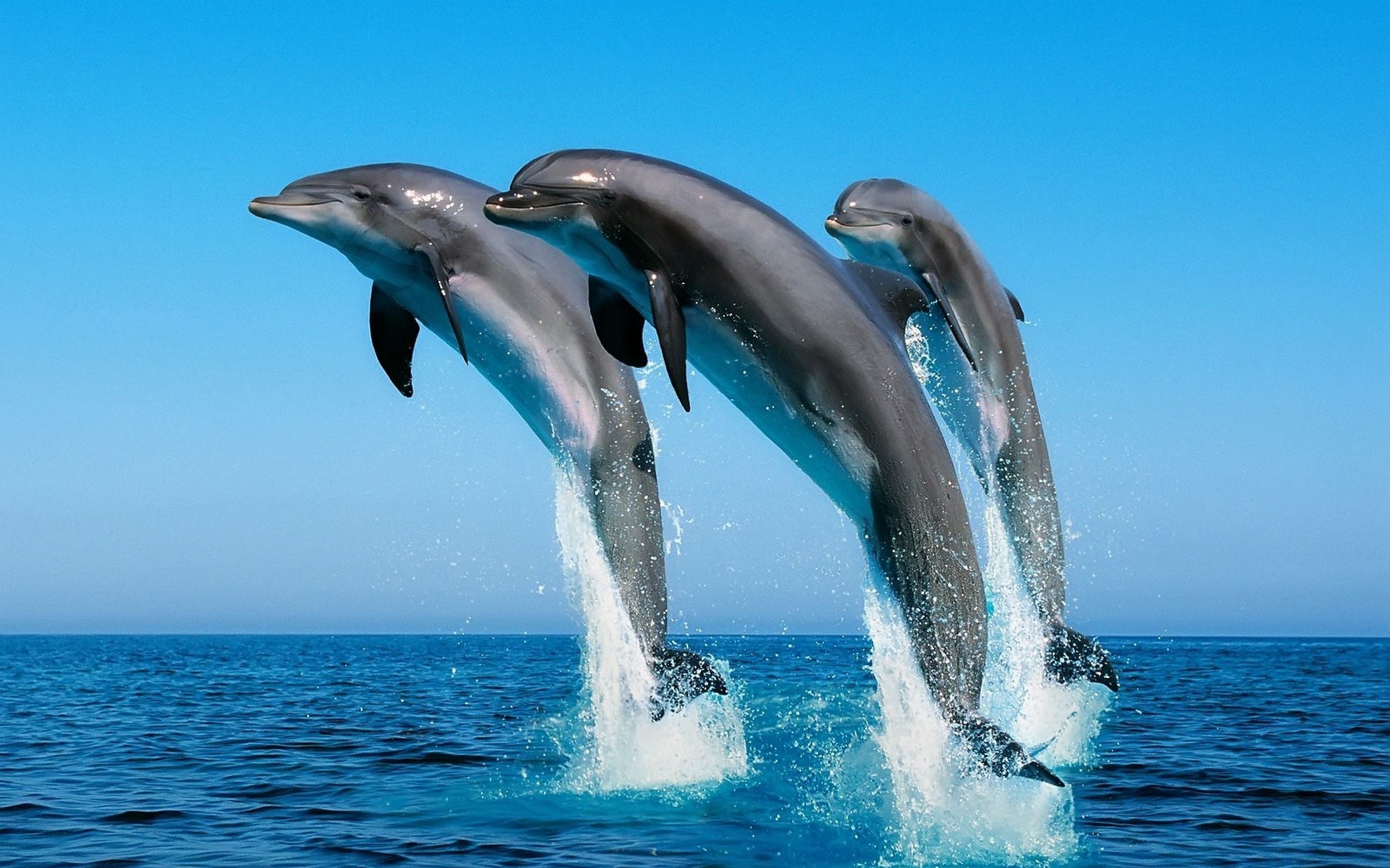 253958 завантажити картинку тварина, дельфін - шпалери і заставки безкоштовно