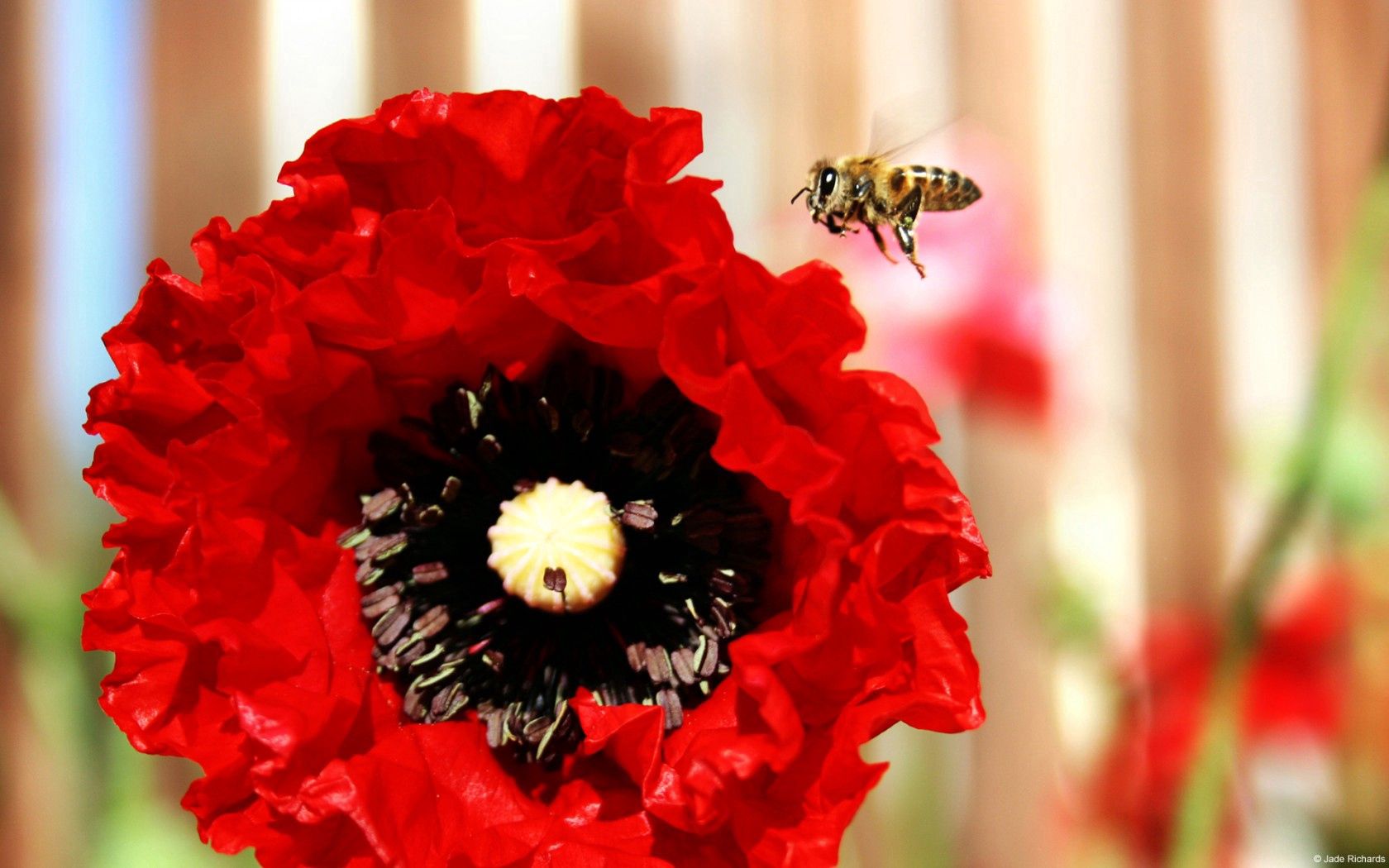 Laden Sie das Blume, Makro, Biene, Mohn-Bild kostenlos auf Ihren PC-Desktop herunter