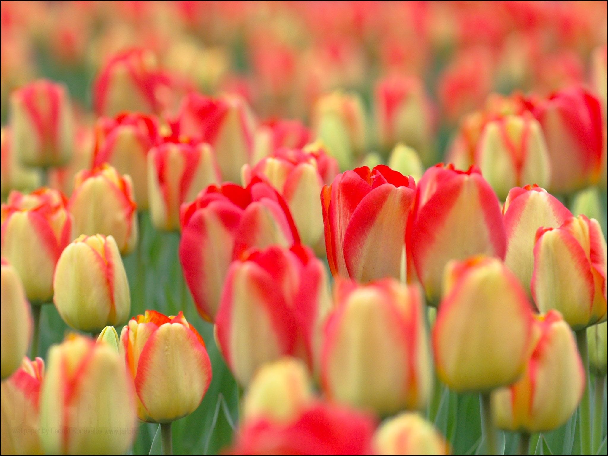 Téléchargez gratuitement l'image Nature, Domaine, Champ, Fleurs, Tulipes sur le bureau de votre PC