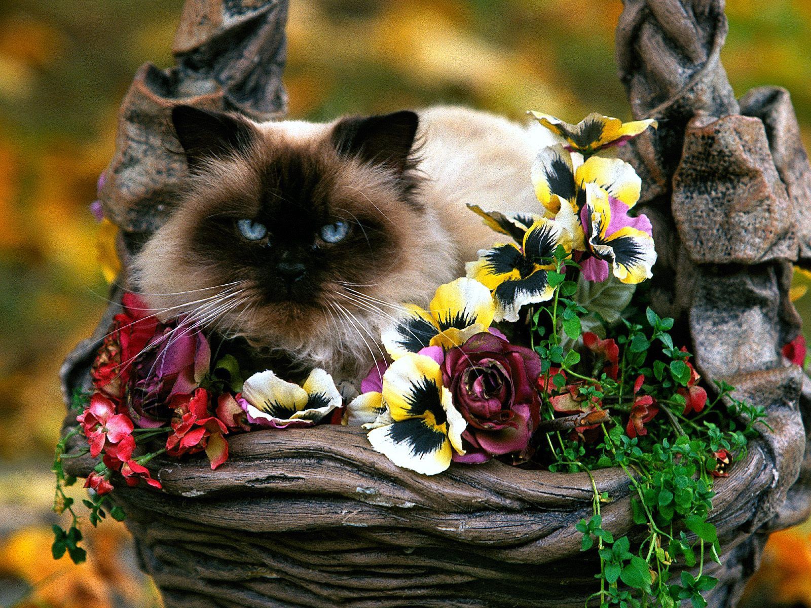 fluffy, animals, flowers, cat, basket wallpaper for mobile