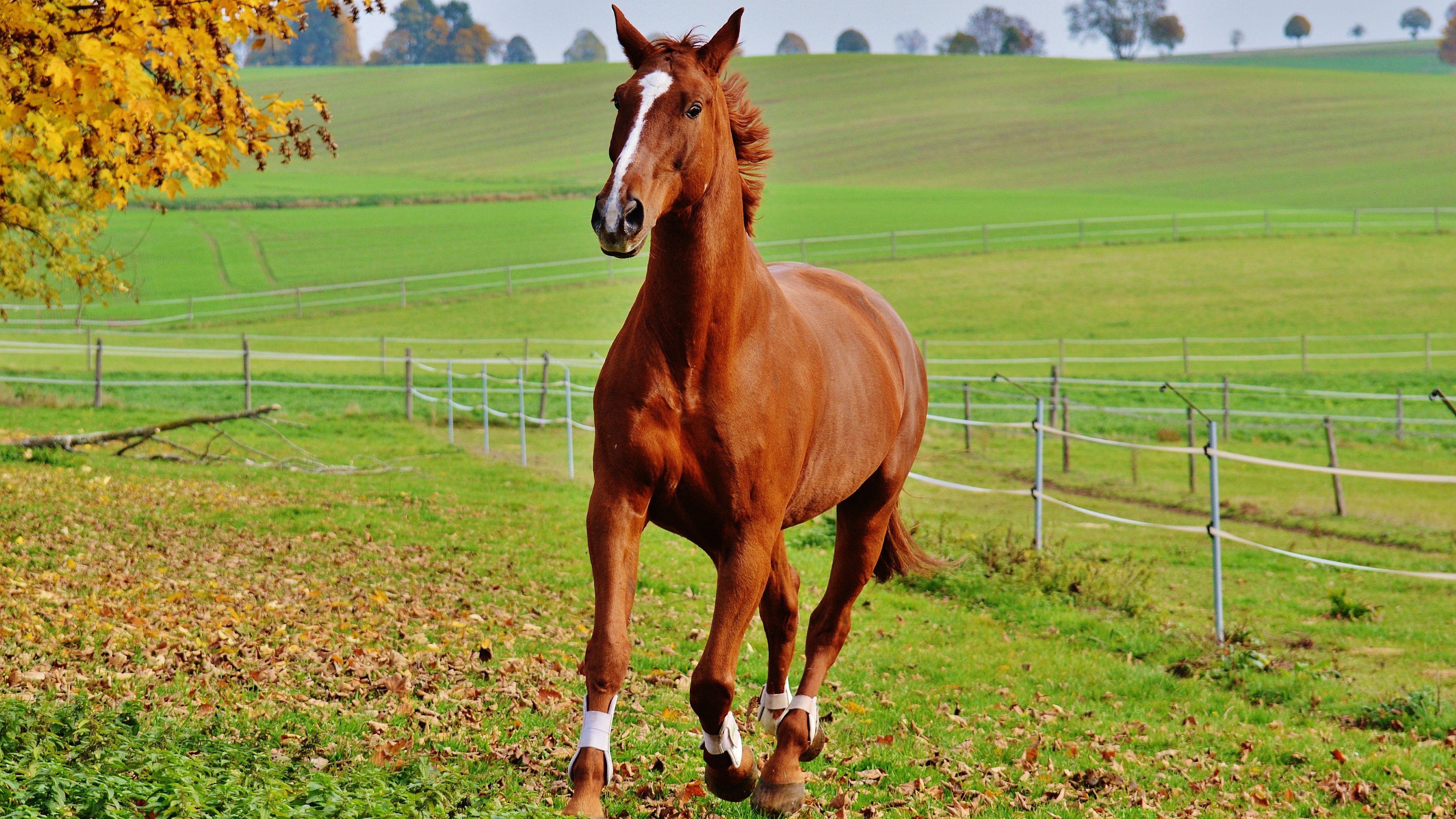 Красивая коричневая лошадь