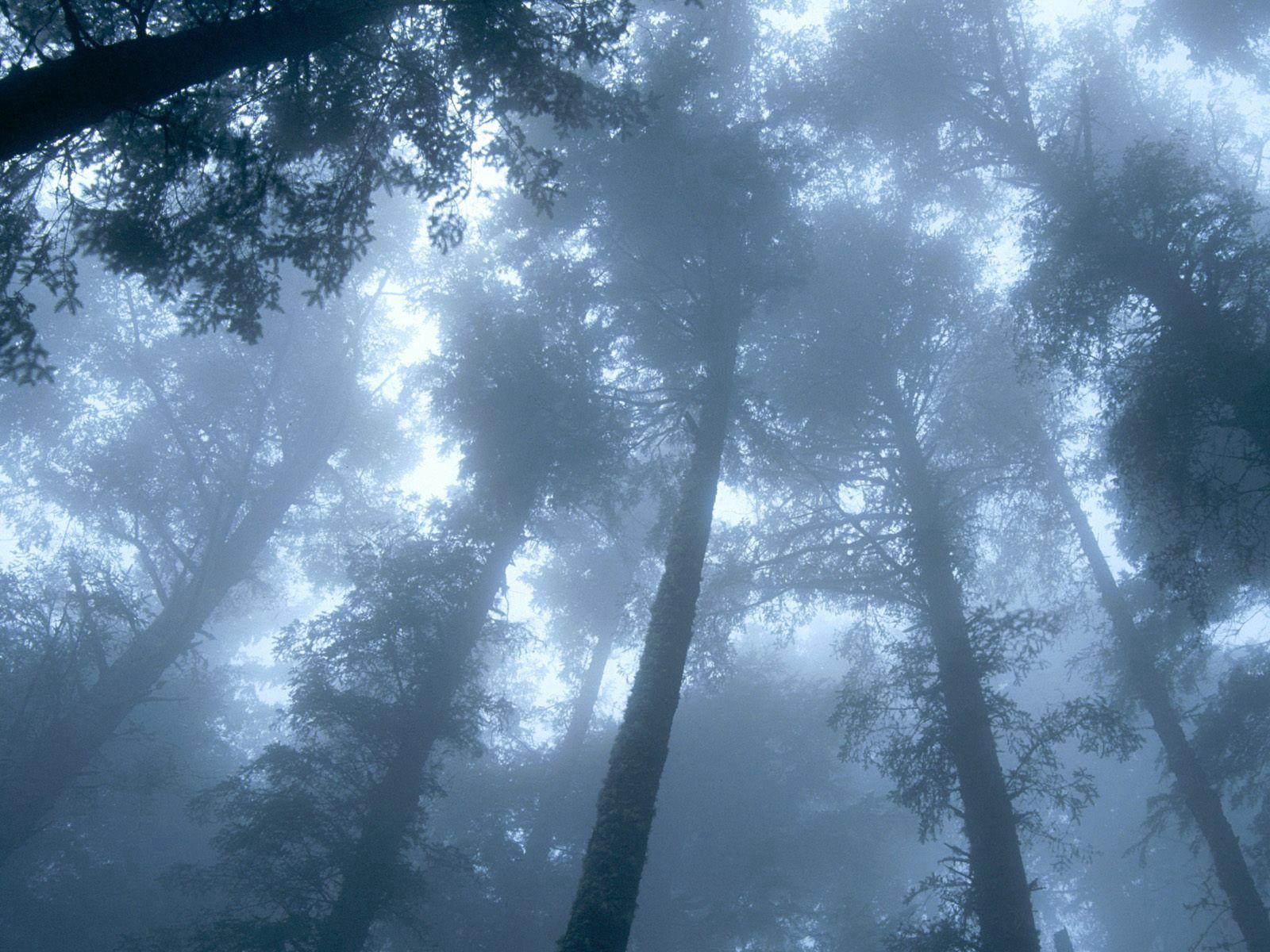 125942 скачать обои природа, деревья, лес, туман, кроны - заставки и картинки бесплатно