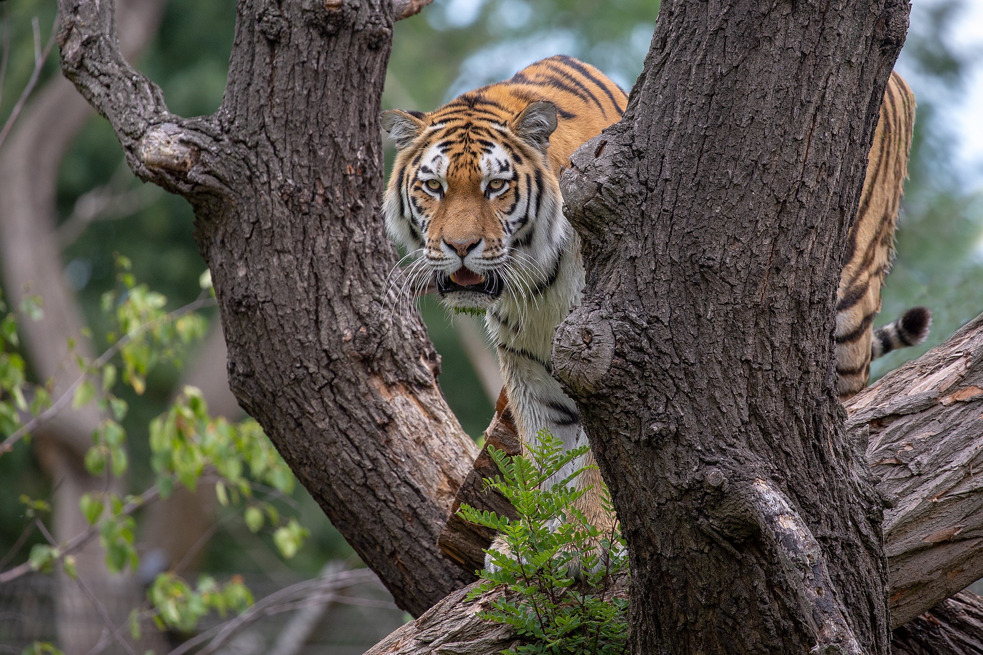 Тигры На Дереве