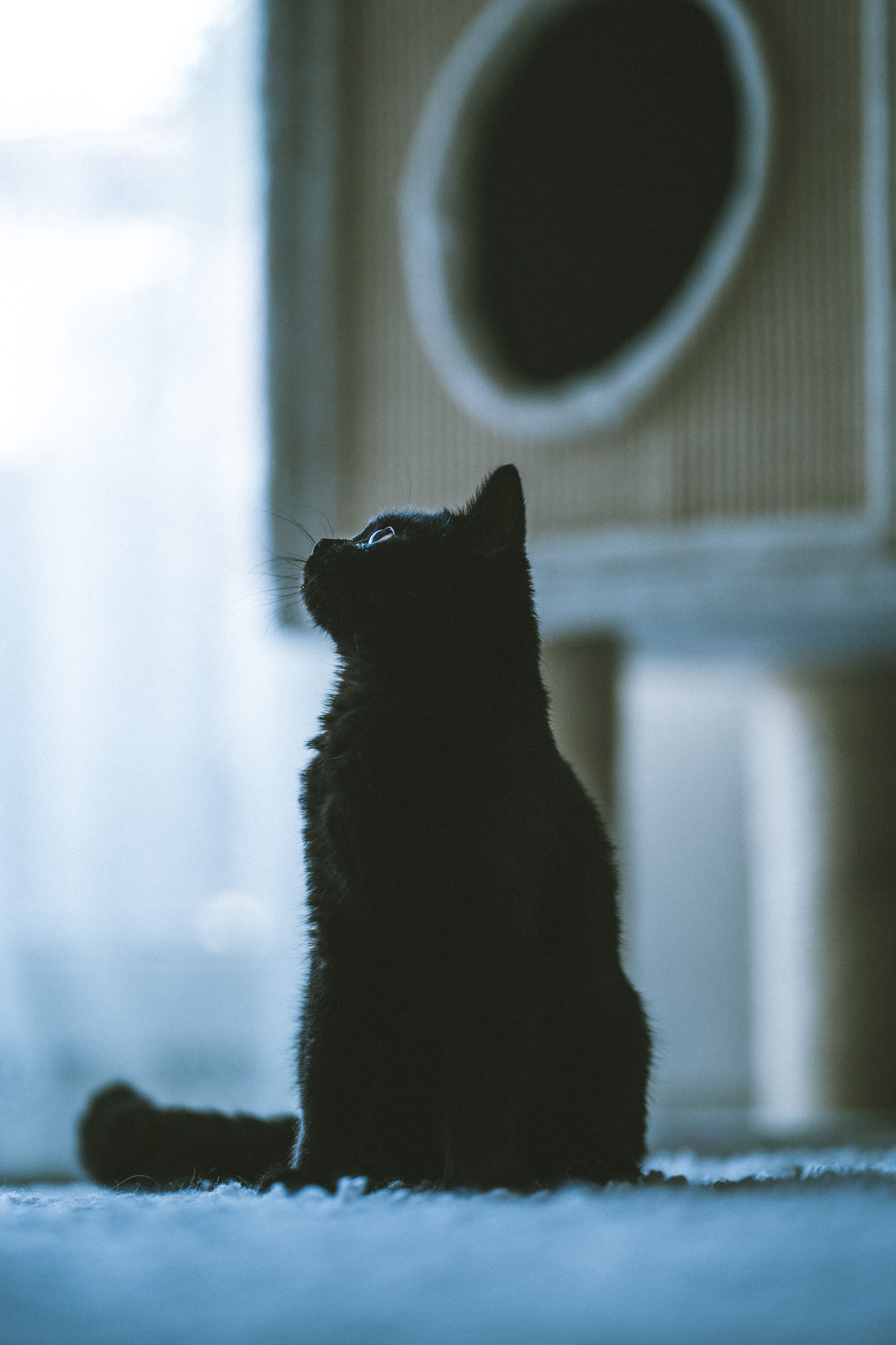 cat, black, animals, pet, profile 4K