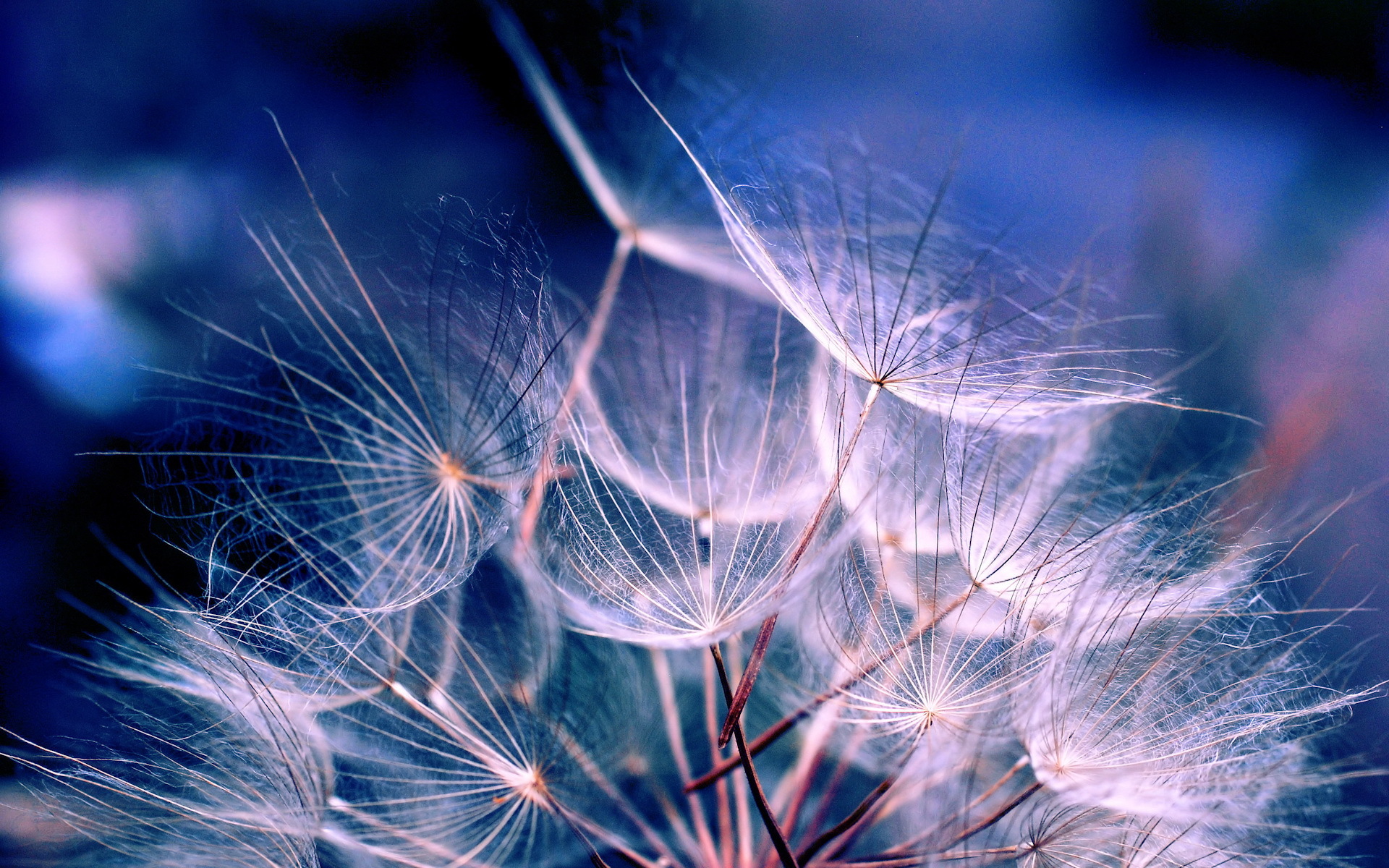 dandelions, objects, blue Free Background