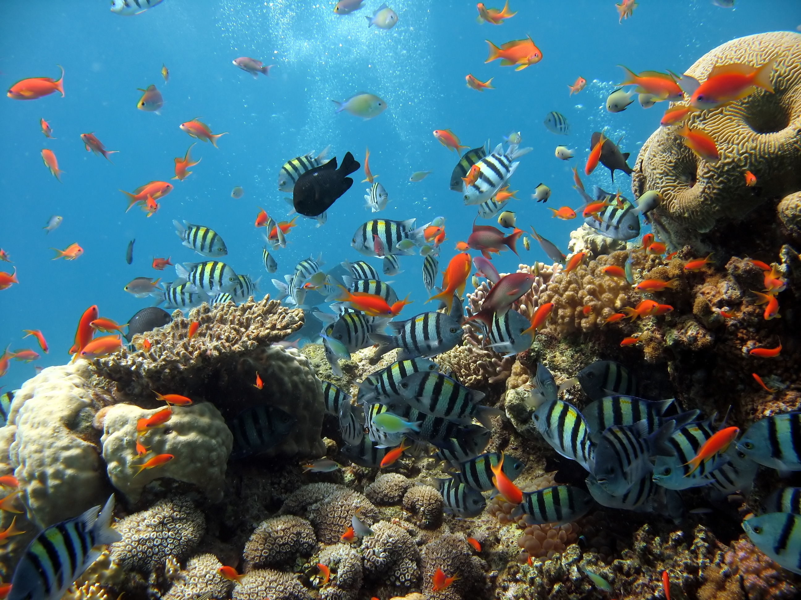 21783 Hintergrundbild herunterladen tiere, fische, sea, koralle - Bildschirmschoner und Bilder kostenlos
