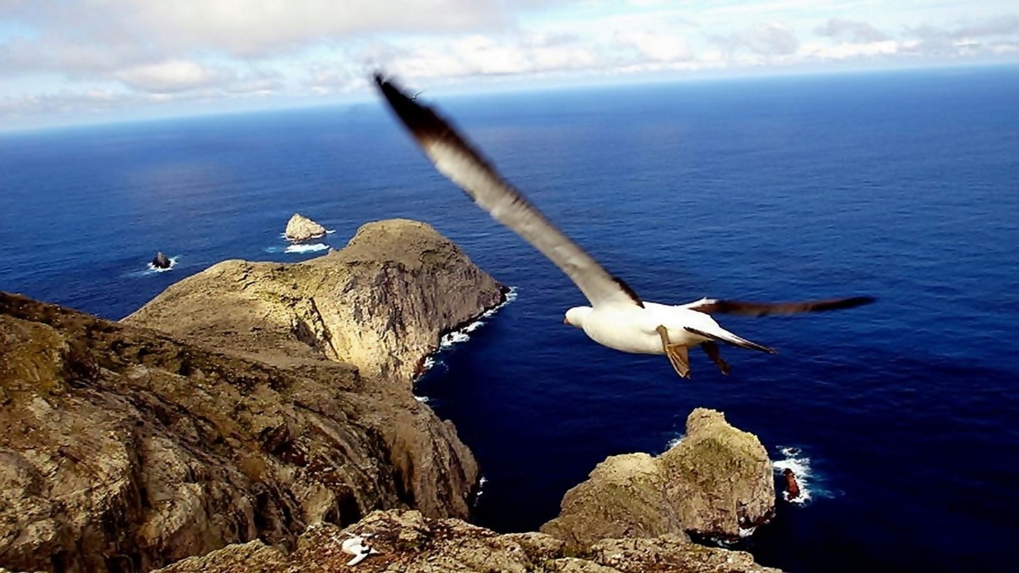 Галапагосские острова Альбатрос. Голопоские острова Альбатрос. Галапагосская Чайка птица. Галапагосский Альбатрос в небе. Наблюдаю за чайками