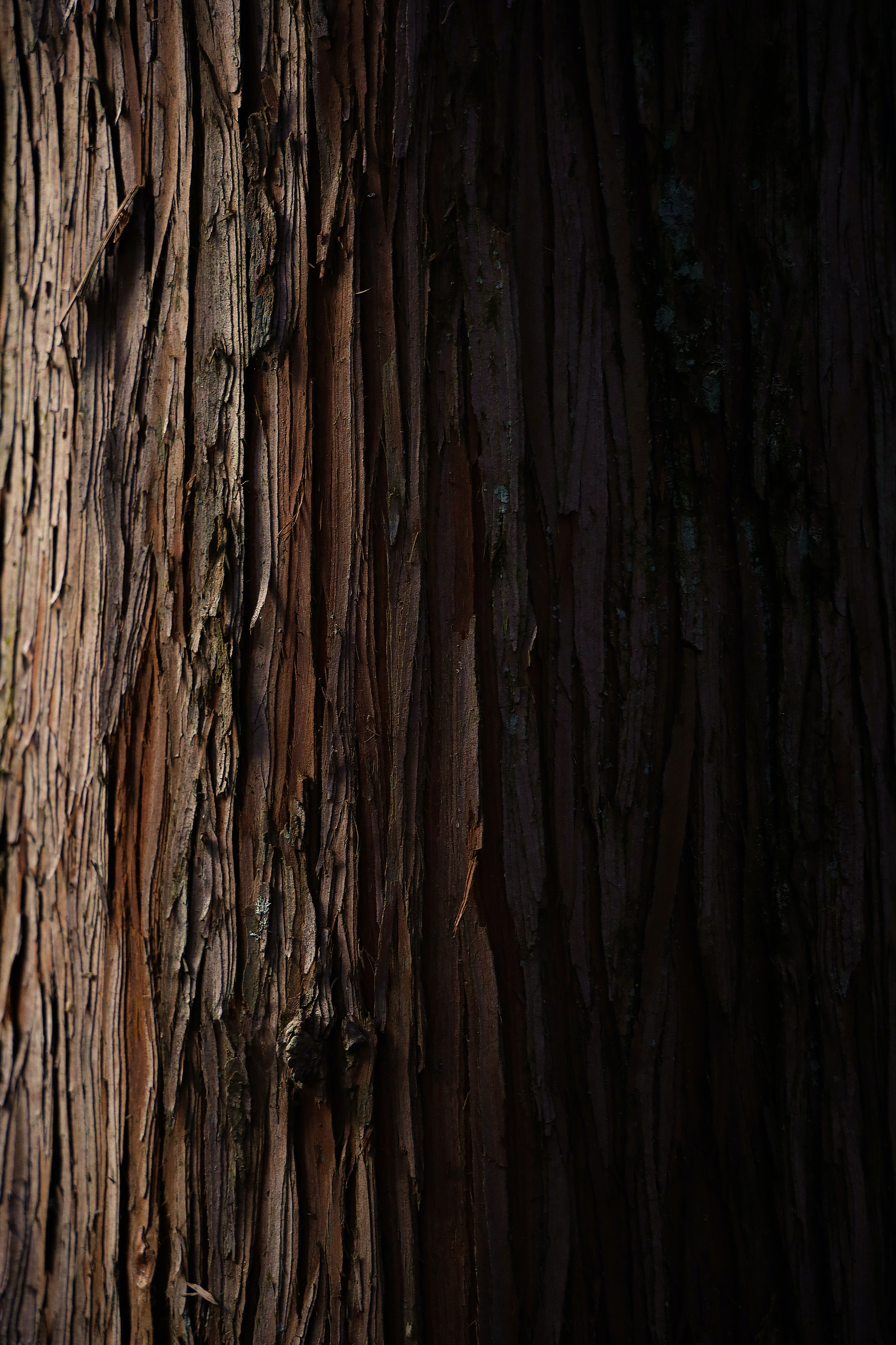 textures, bark, texture, wood, wooden, stripes, streaks, tree iphone wallpaper