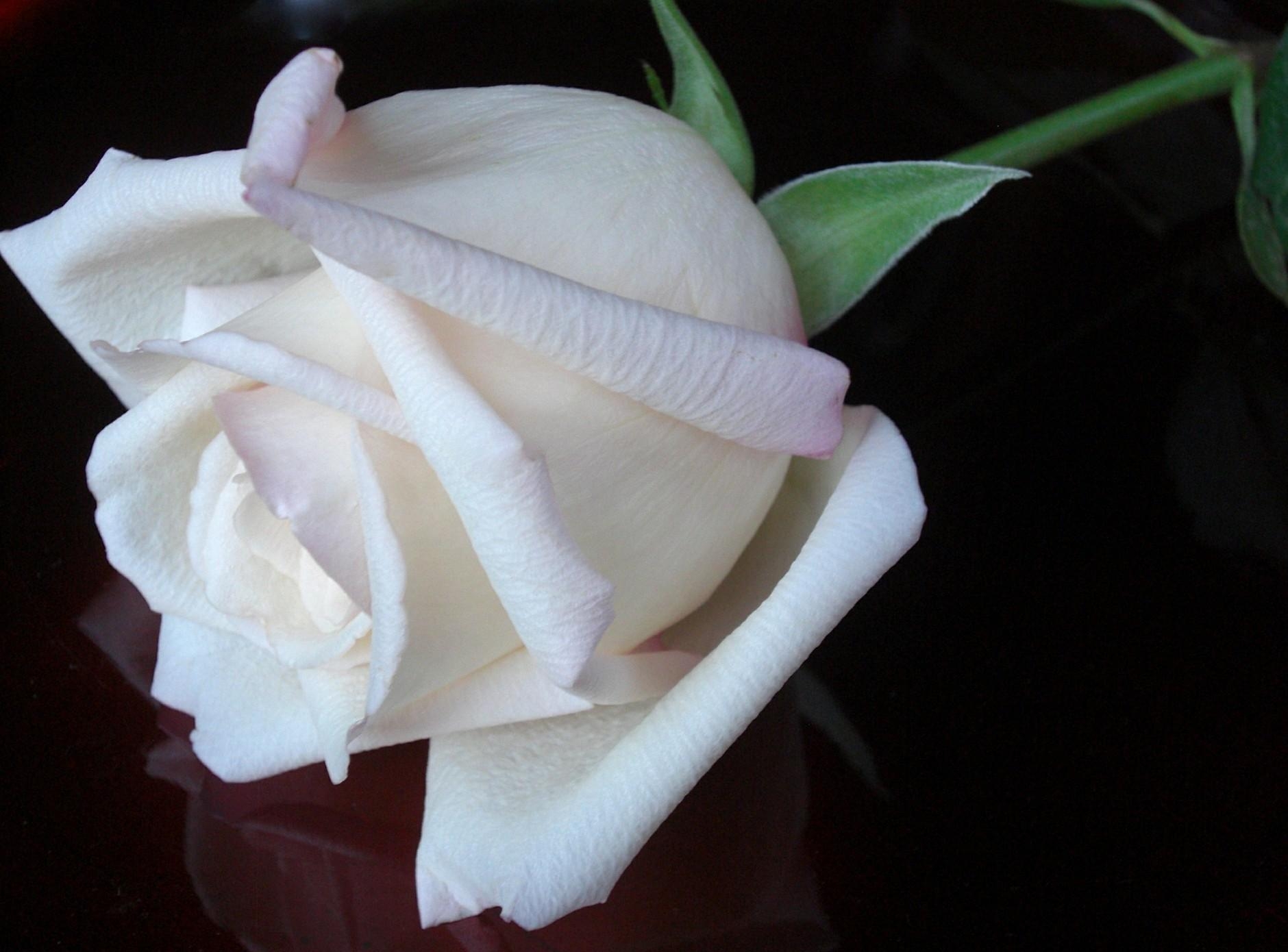 Красивая белая роза бутон
