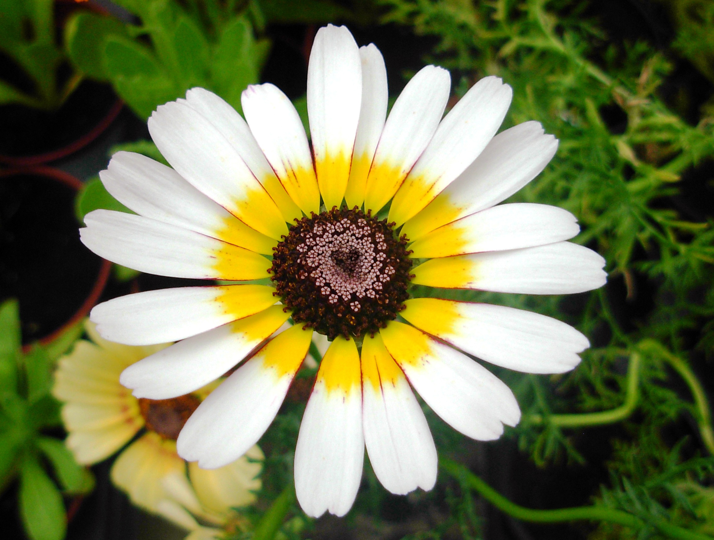 Download mobile wallpaper Daisy, Flowers, Flower, Earth, Love for free.