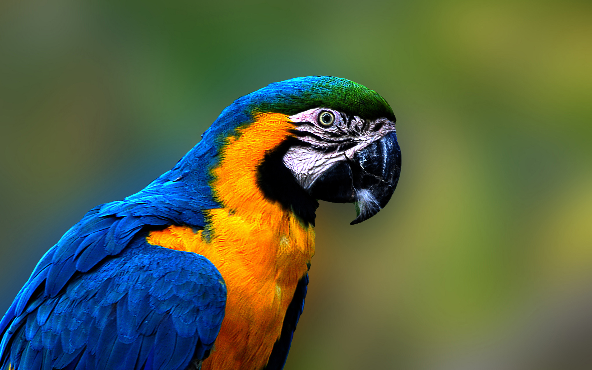 349923壁紙のダウンロード動物, 青と黄色のコンゴウインコ, 鳥, コンゴウインコ-スクリーンセーバーと写真を無料で