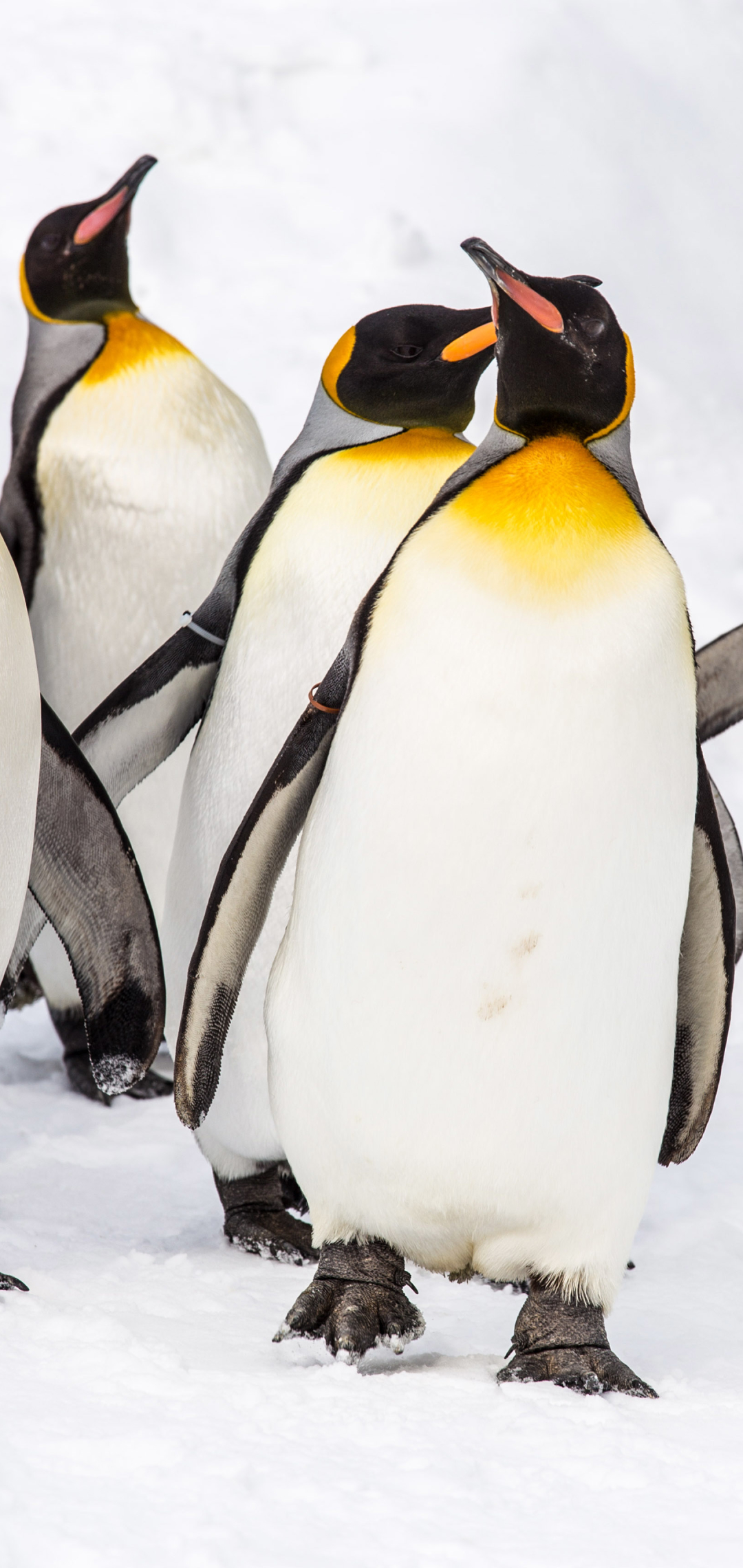 1137707壁紙のダウンロード動物, ペンギン, 鳥, キングペンギン-スクリーンセーバーと写真を無料で