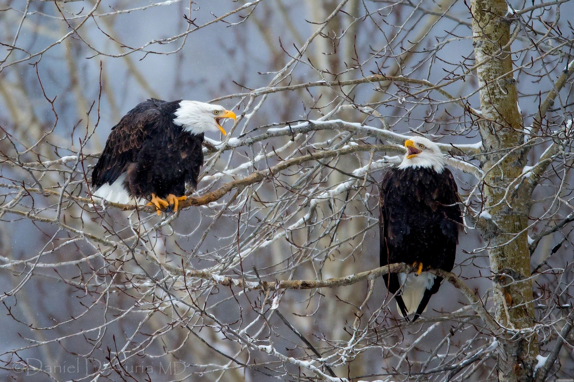 animals, birds, wood, tree, branches, bald eagle, white headed eagle