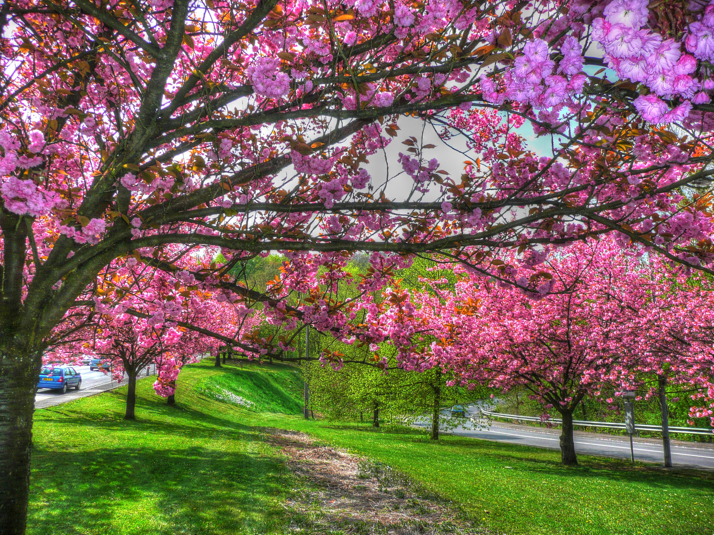 Spring tree. Цветущие деревья. Весеннее дерево. Весенние цветущие деревья.