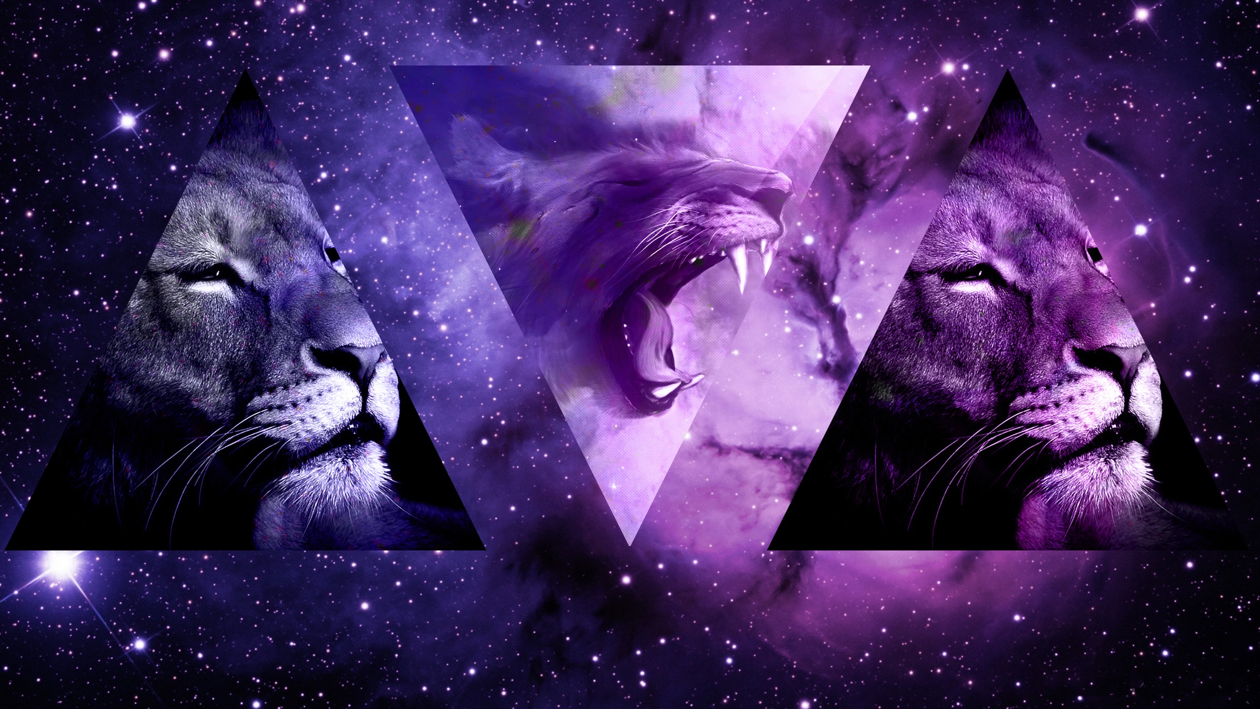 wolf vs lion wallpaper
