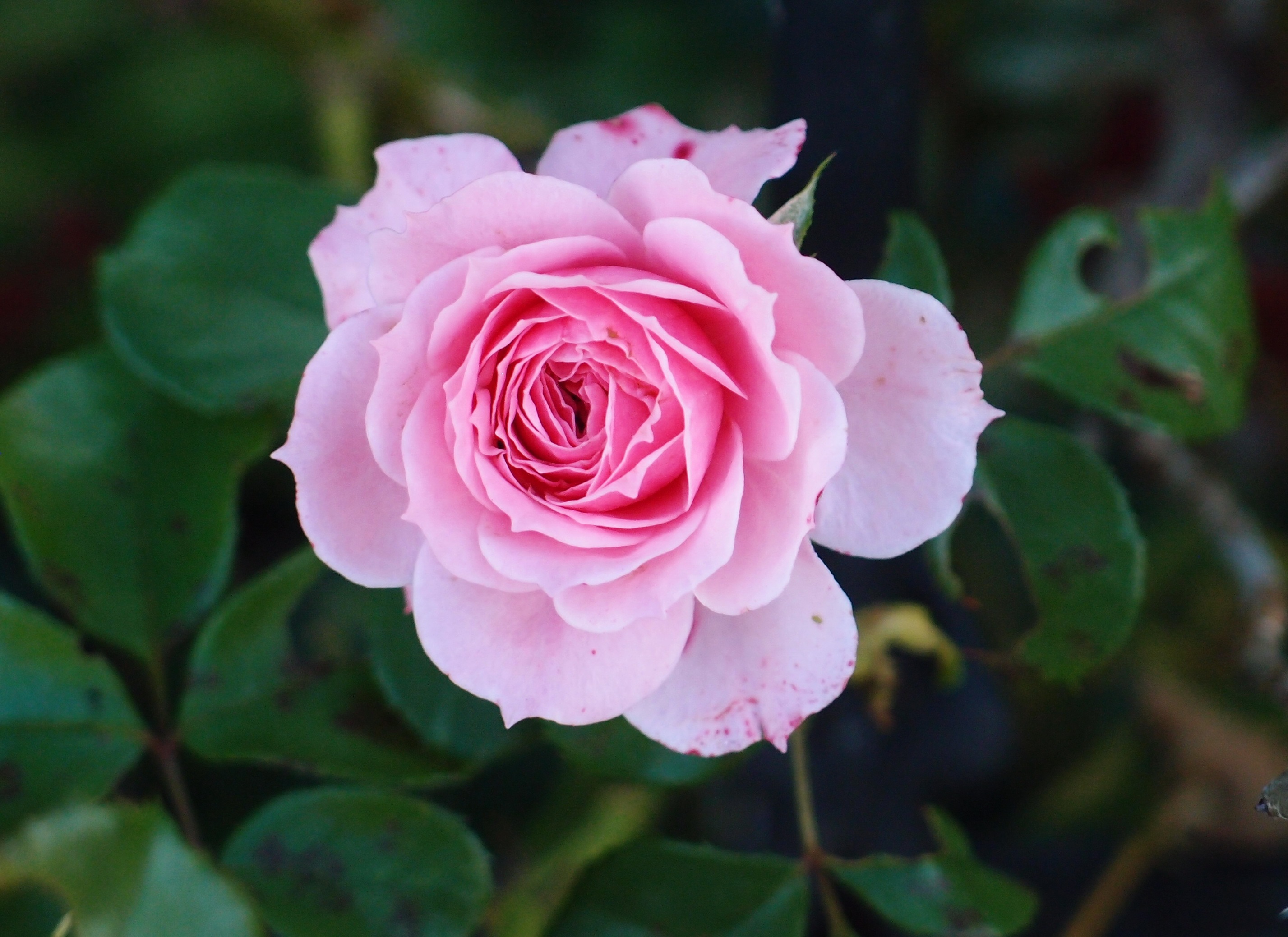 Роза флорибунда фото