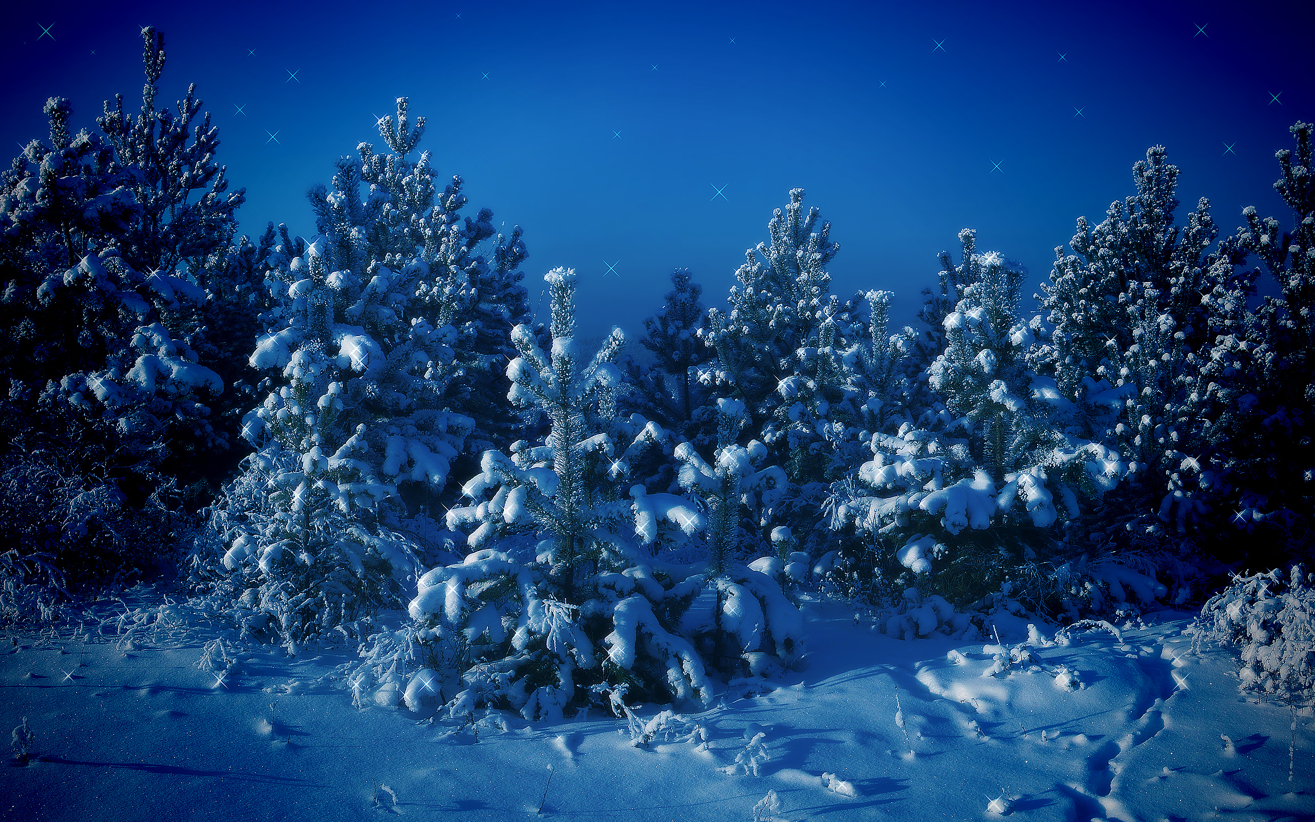 563168 Hintergrundbild herunterladen erde/natur, winter, wald, kiefer, schnee, baum - Bildschirmschoner und Bilder kostenlos