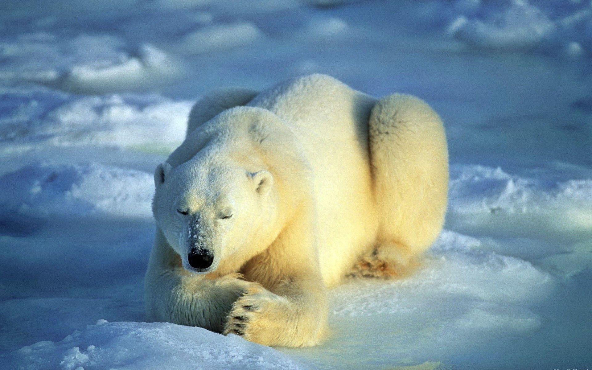 151968 télécharger le fond d'écran animaux, neige, se coucher, mensonge, ours, ours polaire, ours blanc, attente - économiseurs d'écran et images gratuitement