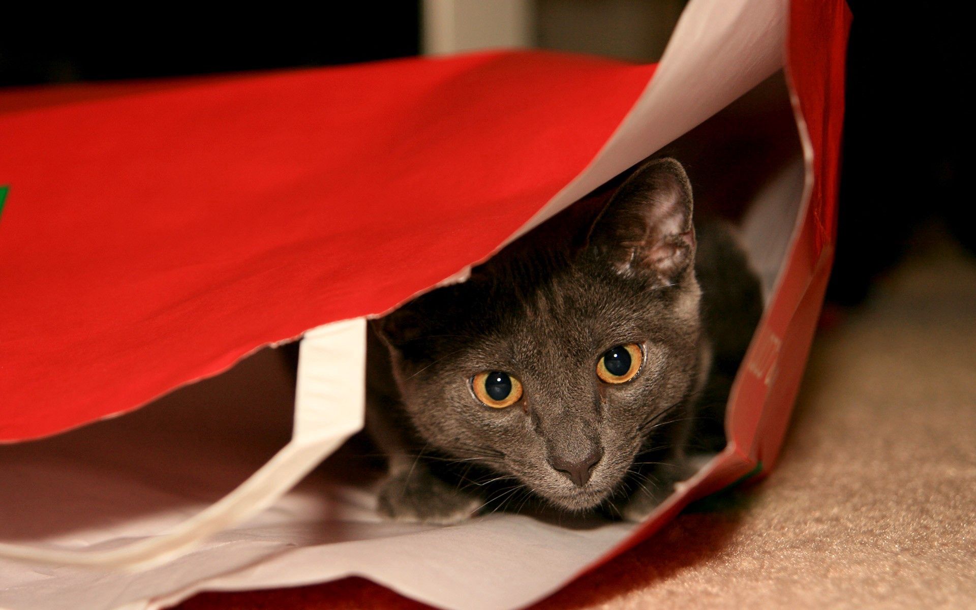 package, animals, cat, muzzle, grey, sight, opinion, packet, hide and seek