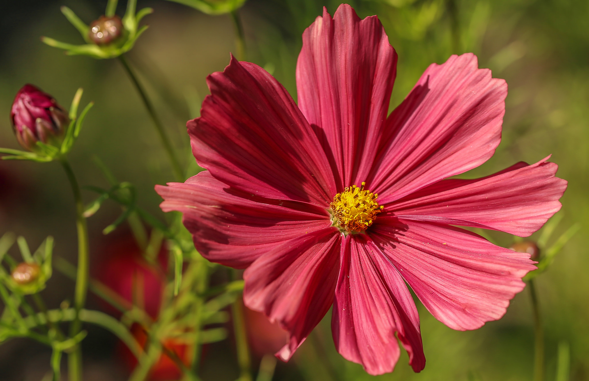 earth, flower, close up, kosmeya, nature, pink flower, flowers Free Stock Photo