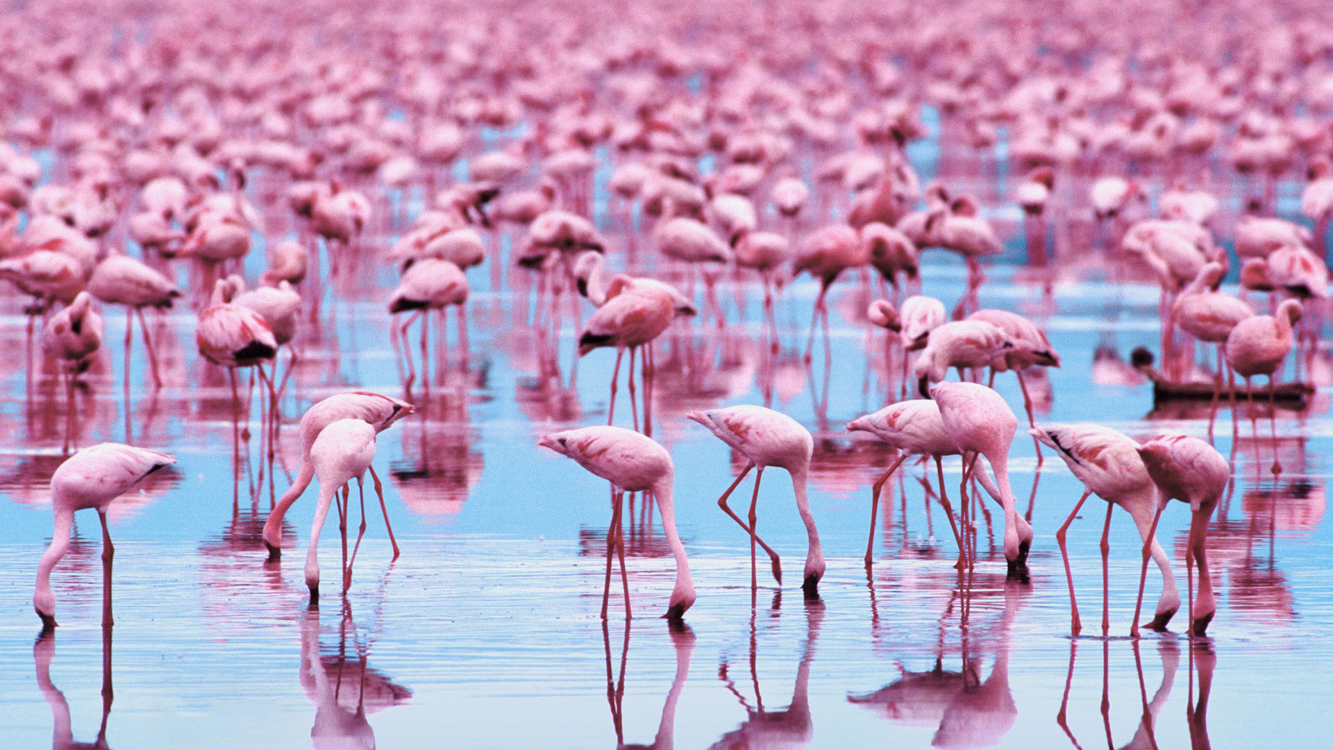 Flamingo Desktop Background Image