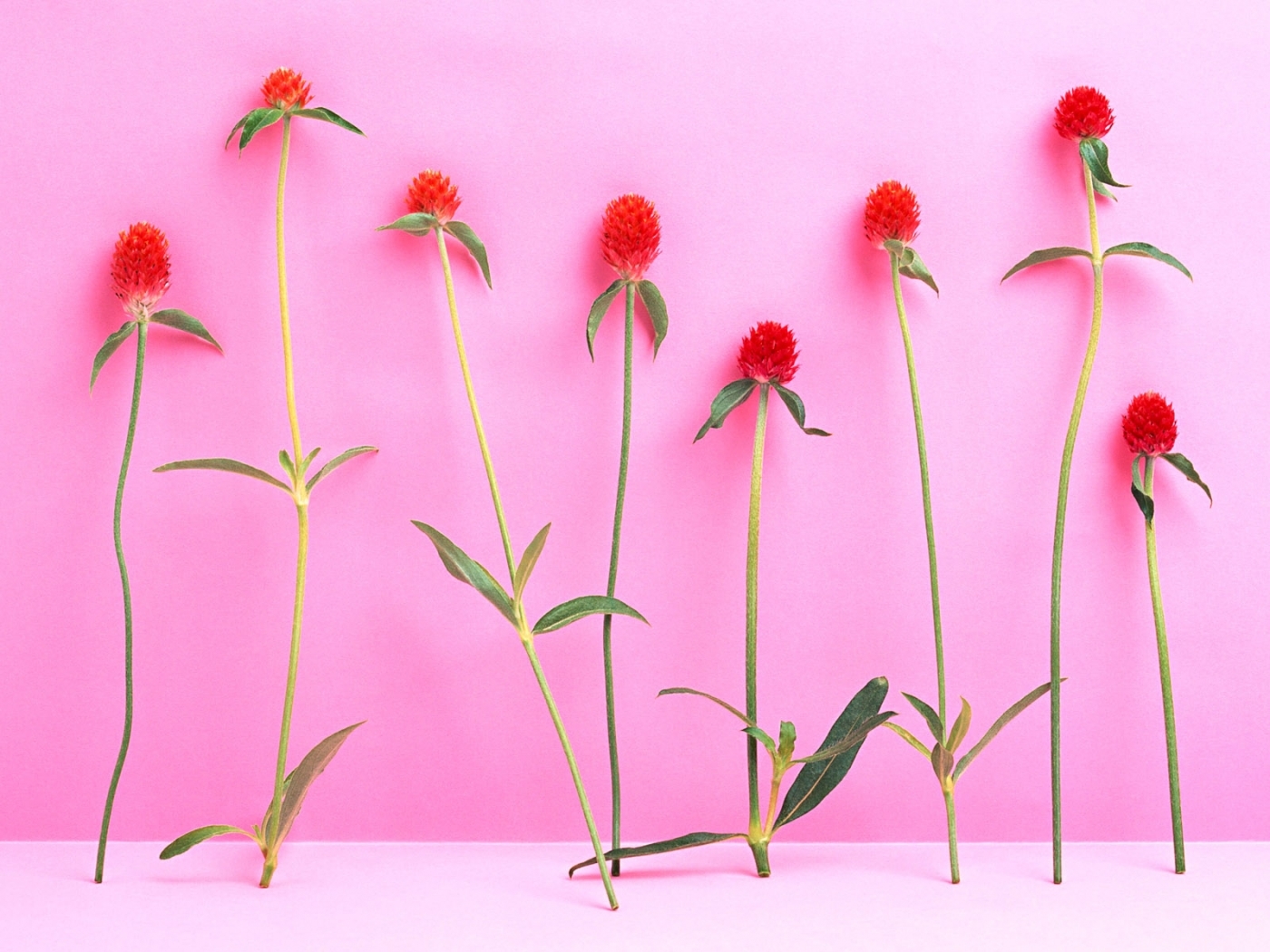 Download mobile wallpaper Plants, Violet, Flowers for free.