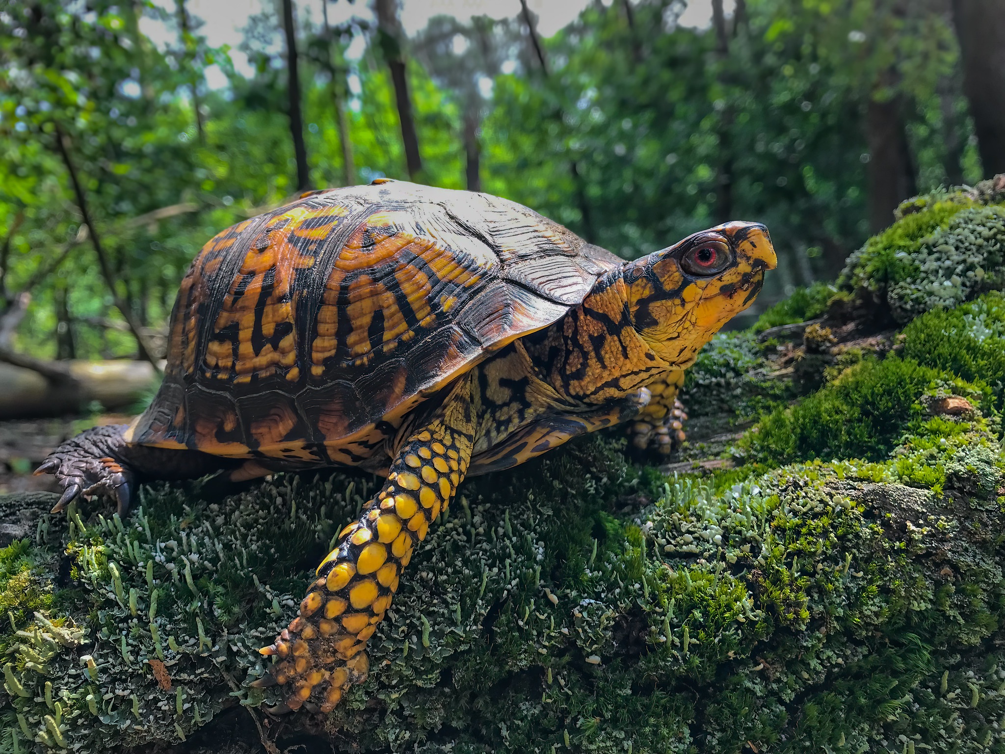 Желтоголовая индийская черепаха
