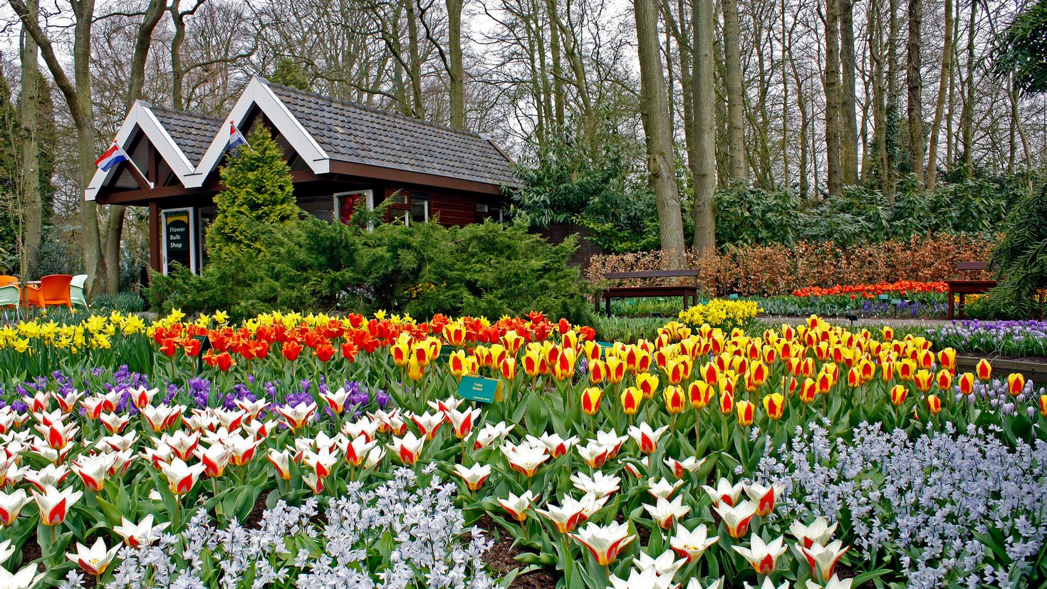 Парк тюльпанов в голландии