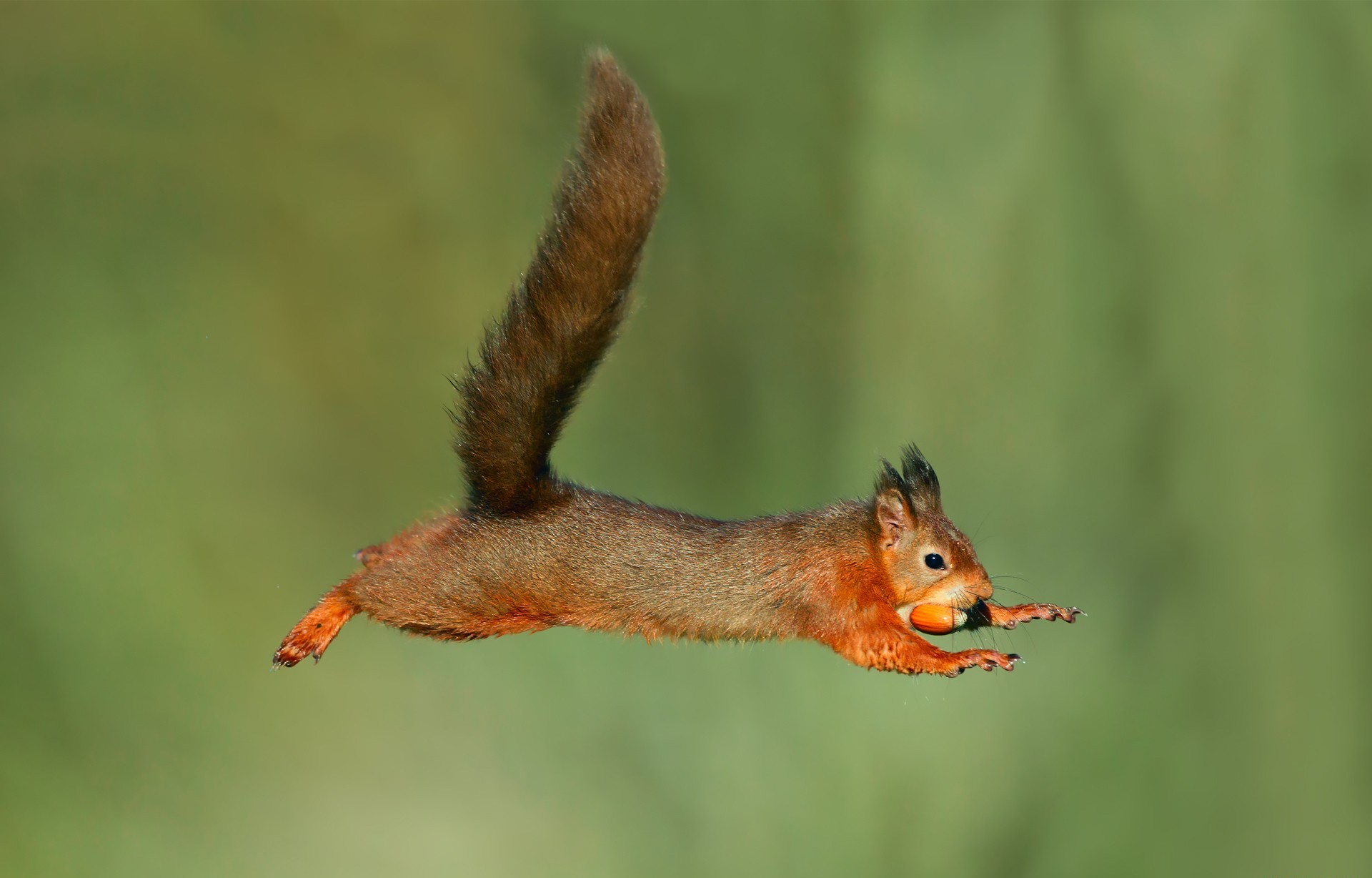 animal, squirrel, nut wallpapers for tablet