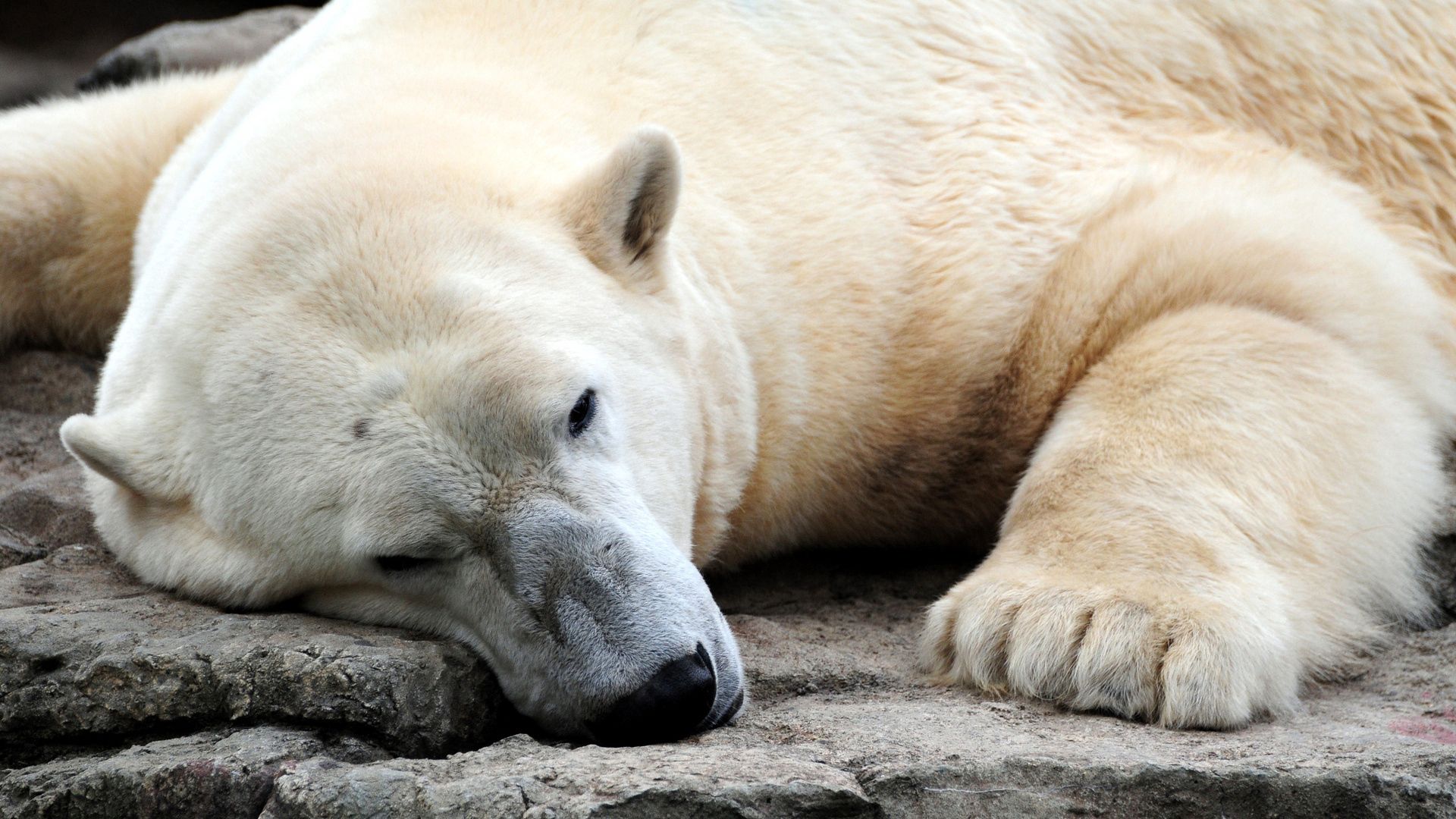 animals, bear, sleep, dream, paws, big, large, polar bear 5K